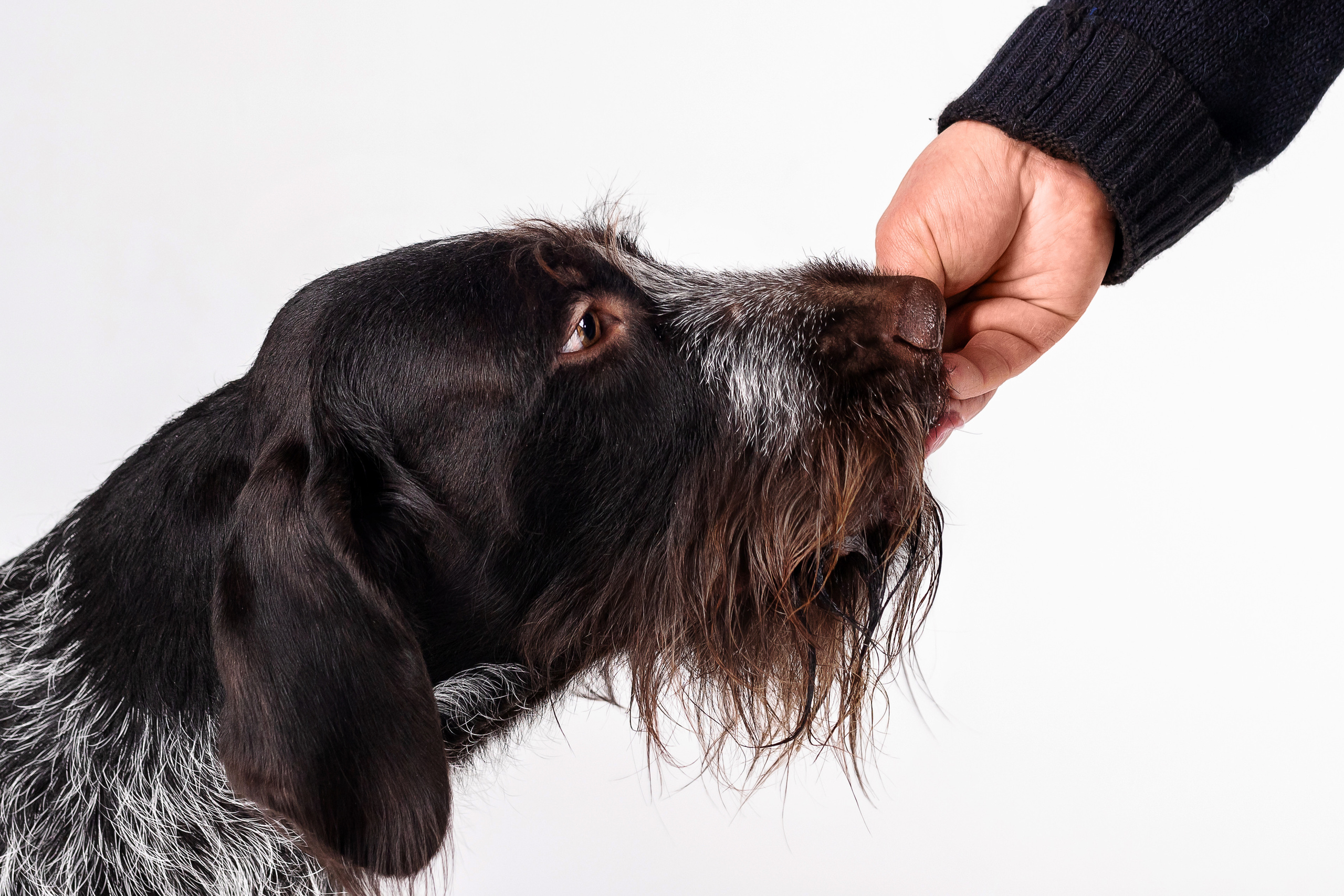 Фотосессия для бренда натуральной еды для собак