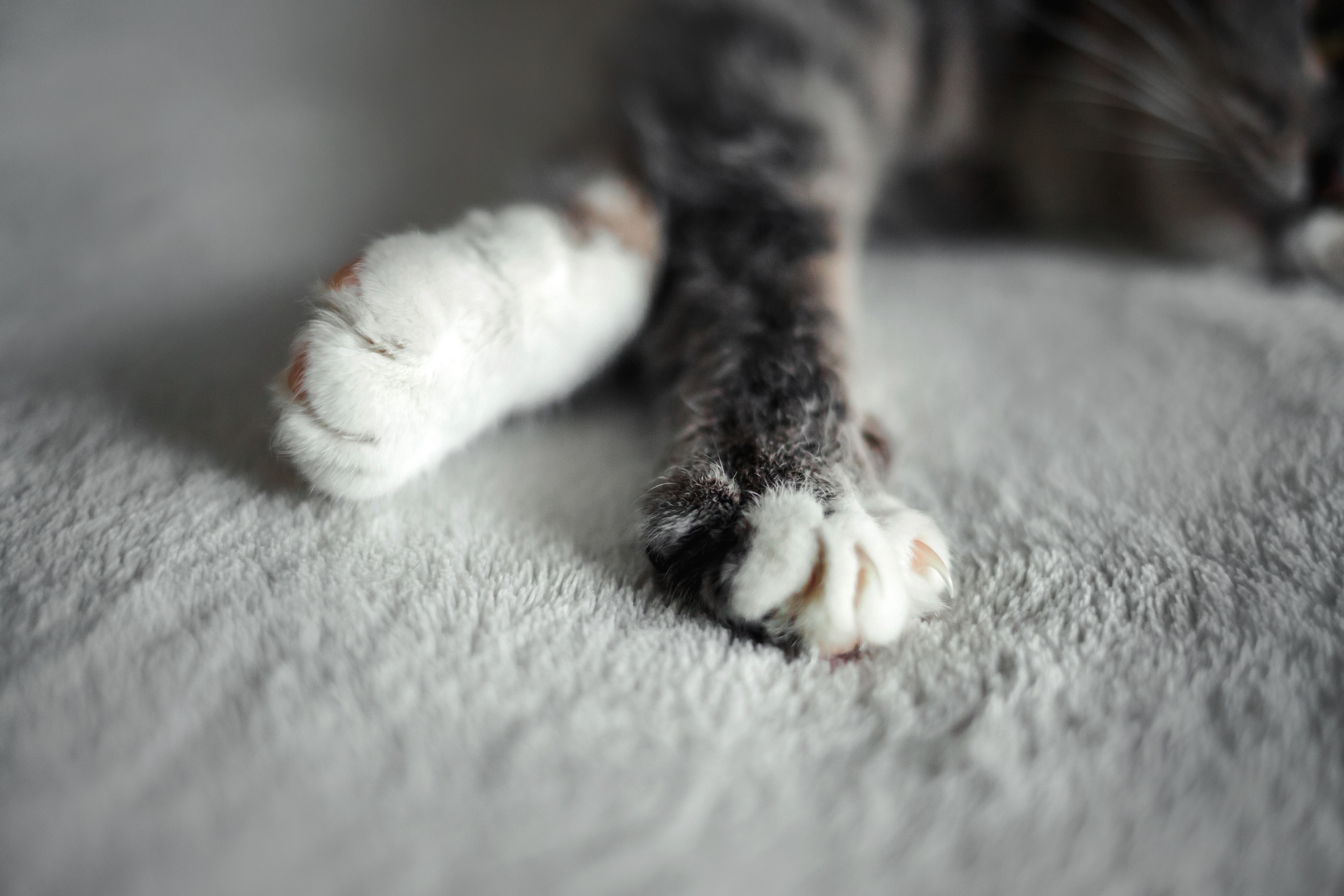 Фотосессия для кошки в интерьере