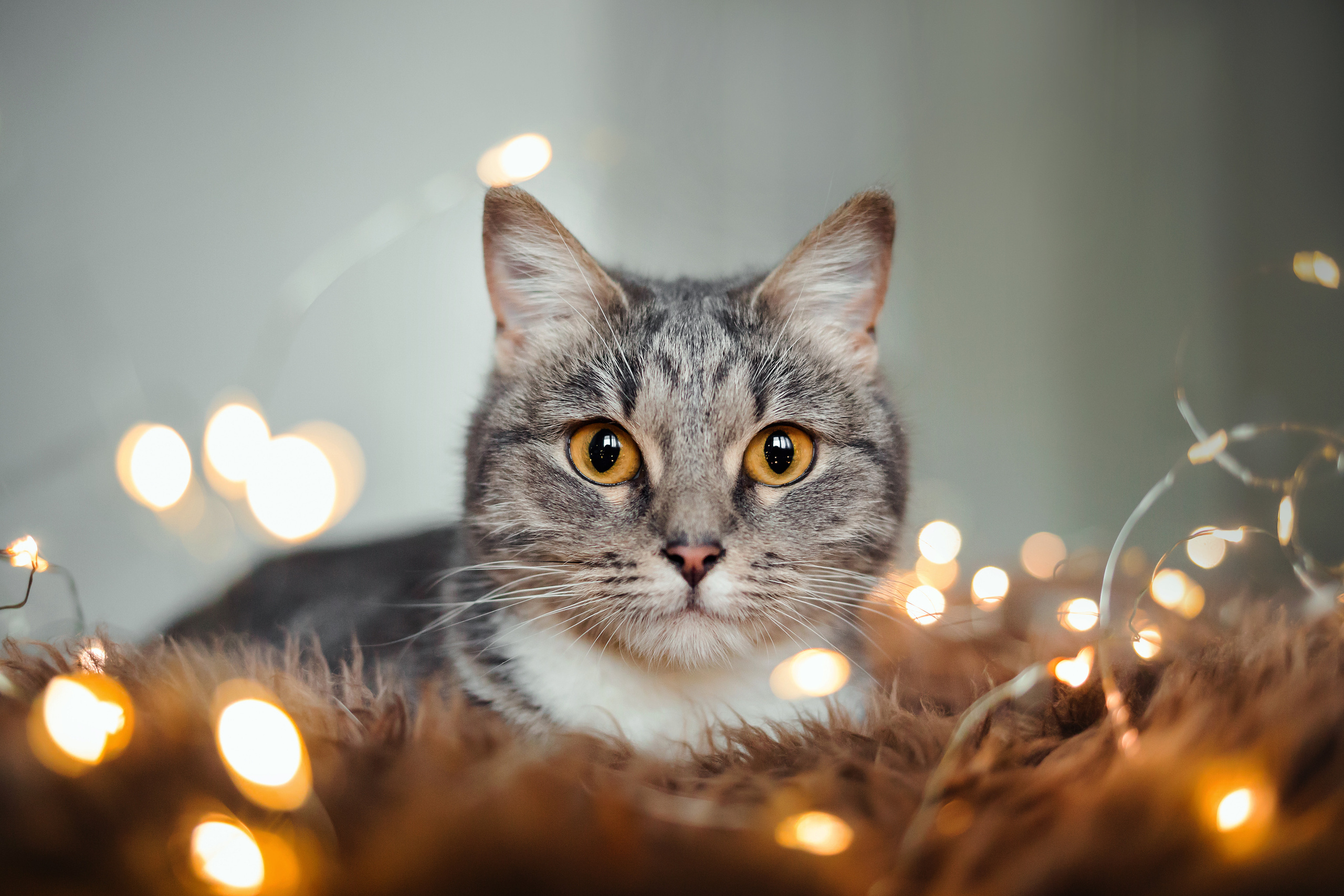 Фотосессия для кошки в интерьере