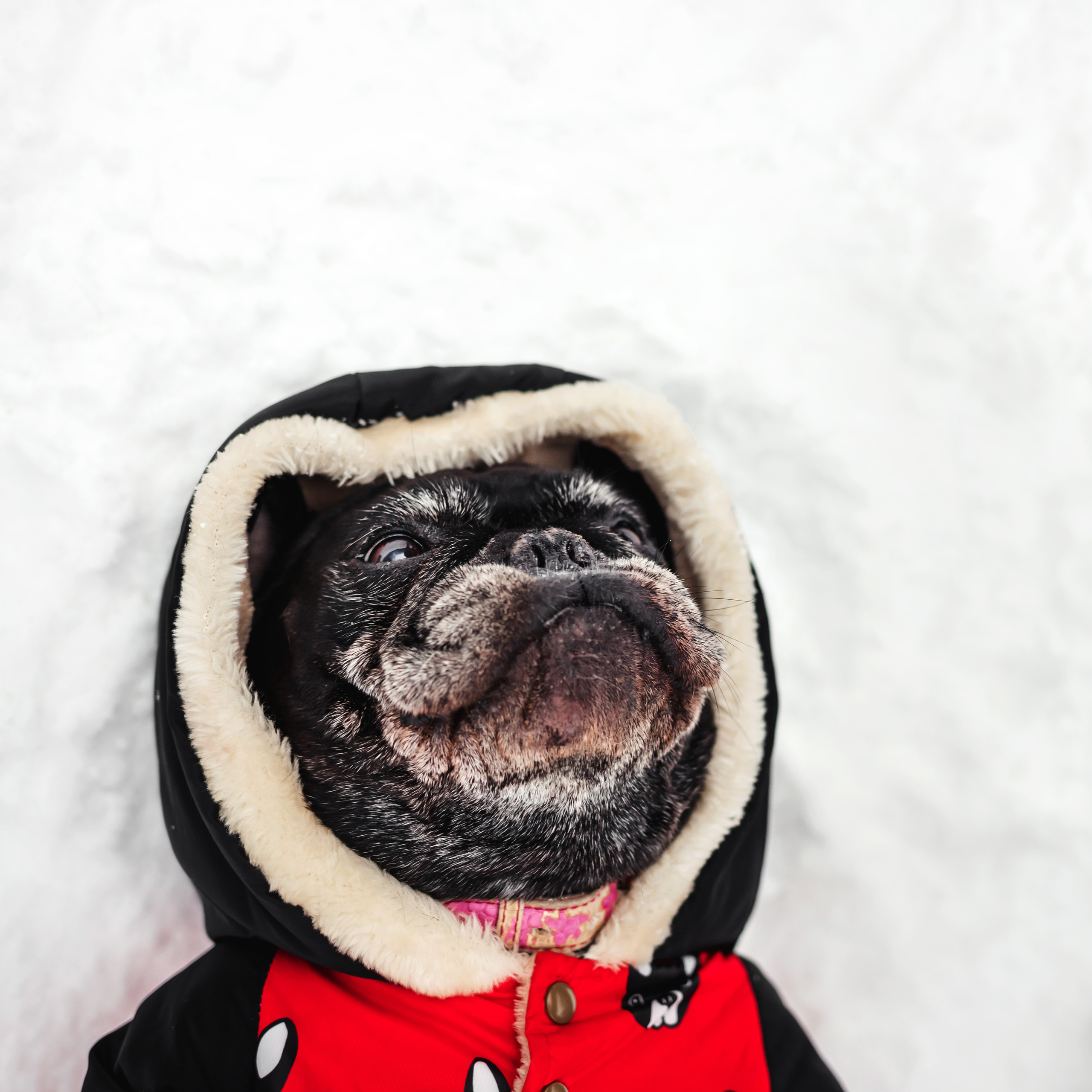 Фотосессия с бульдогом Жулей