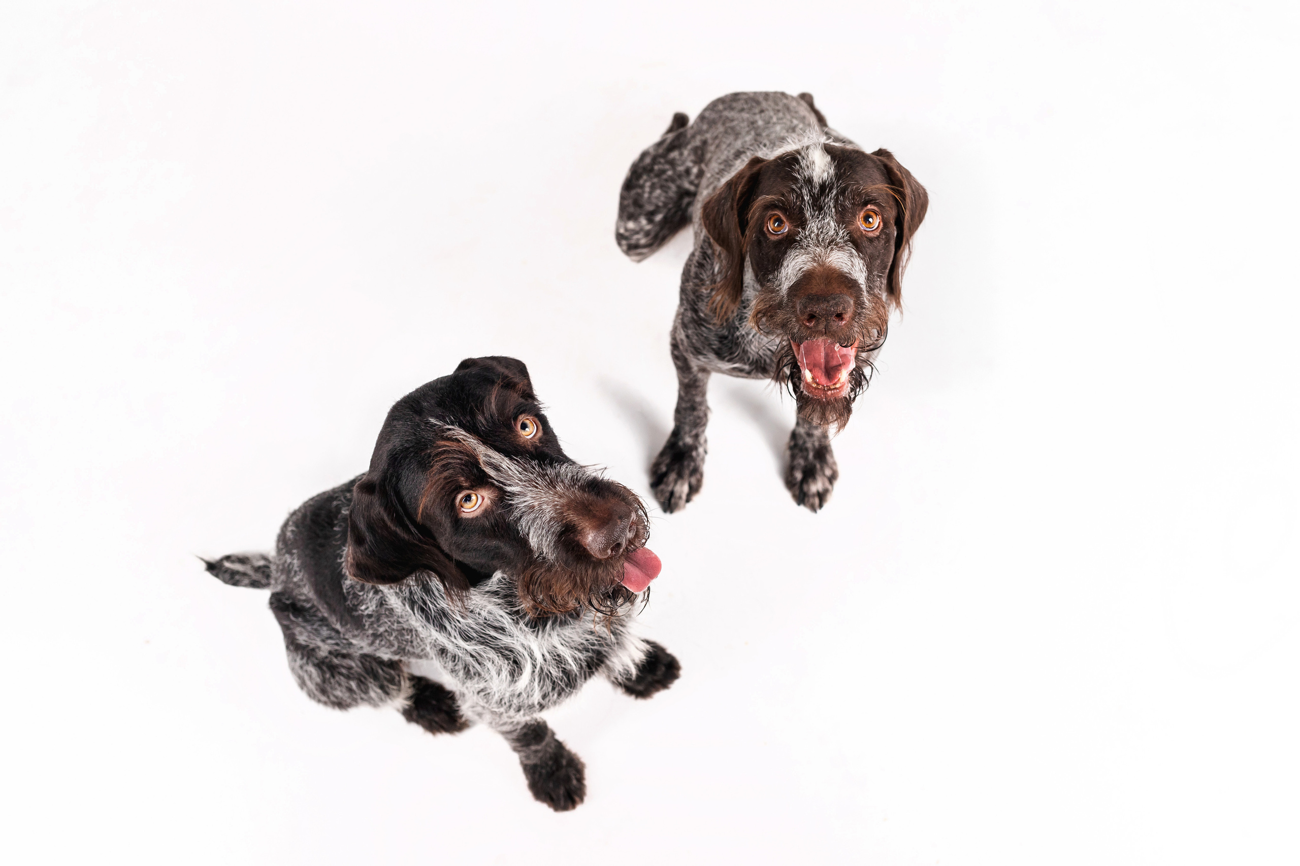 Фотосессия для бренда натуральной еды для собак