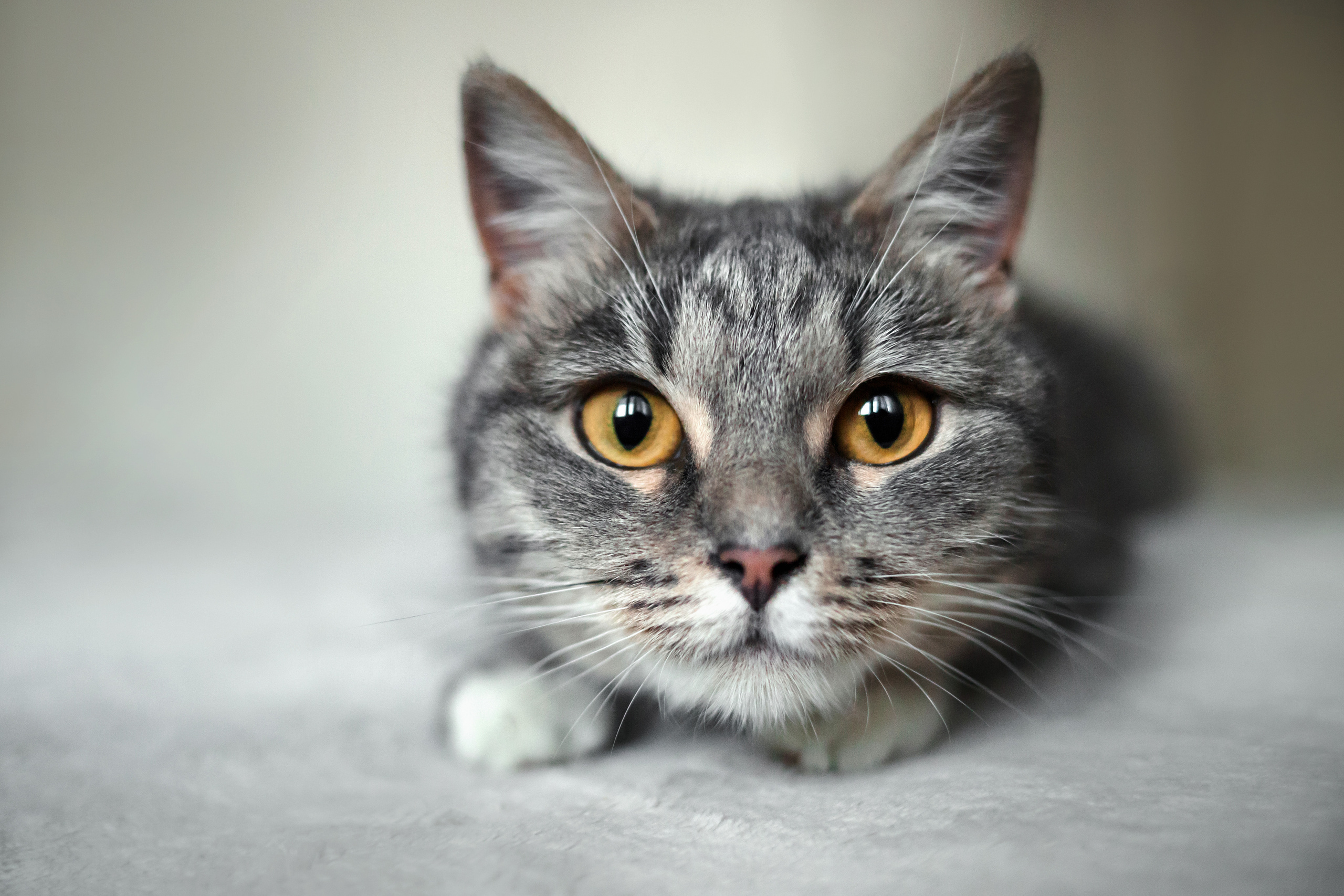 Фотосессия для кошки в интерьере