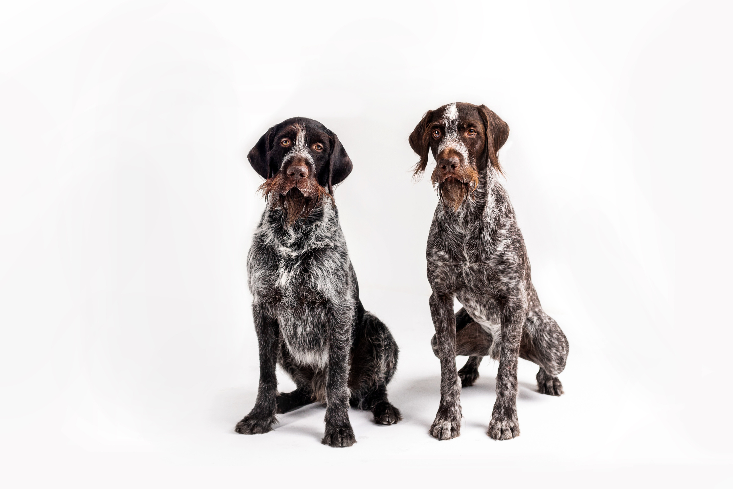 Фотосессия для бренда натуральной еды для собак