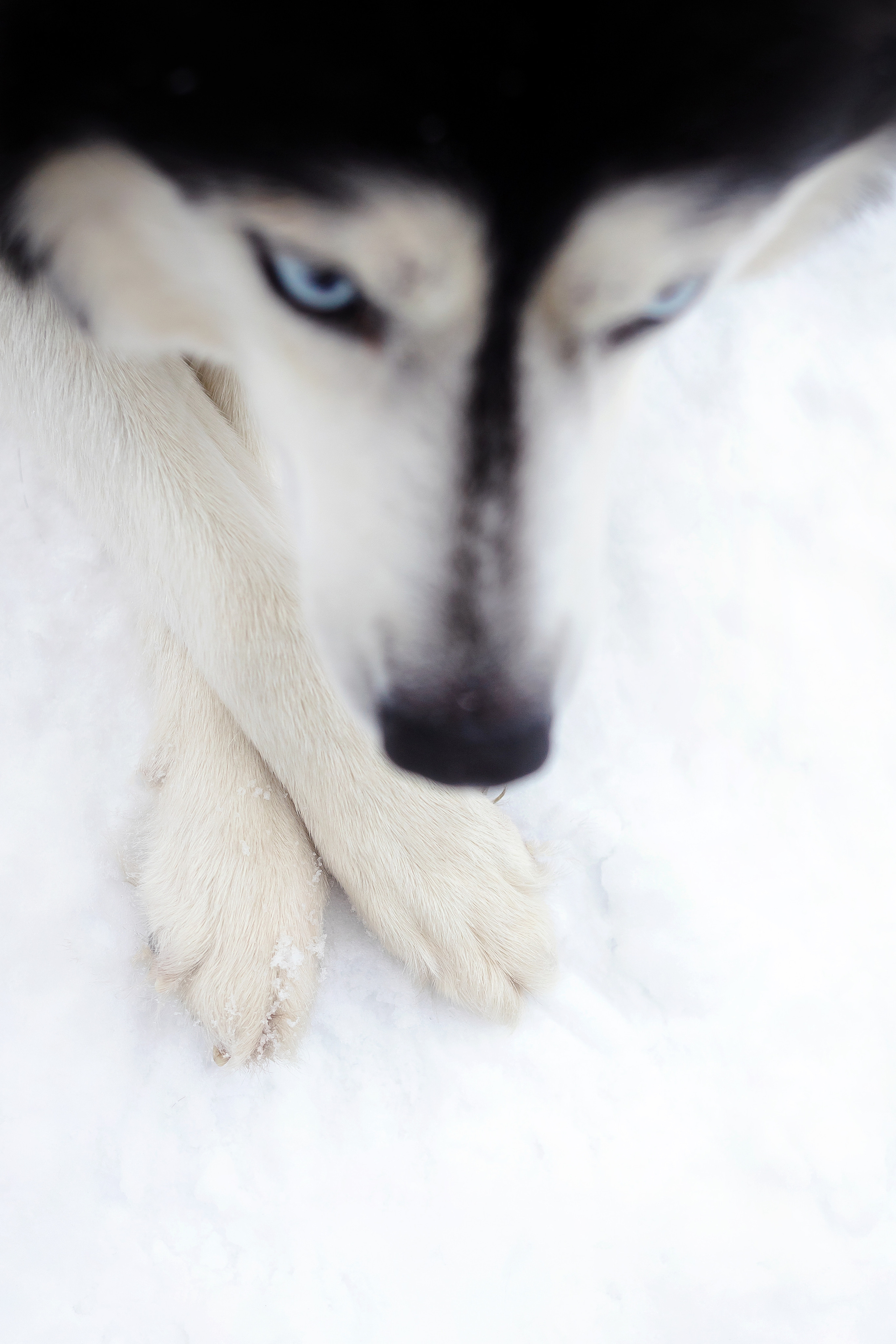 Фотосессия с собакой зимой