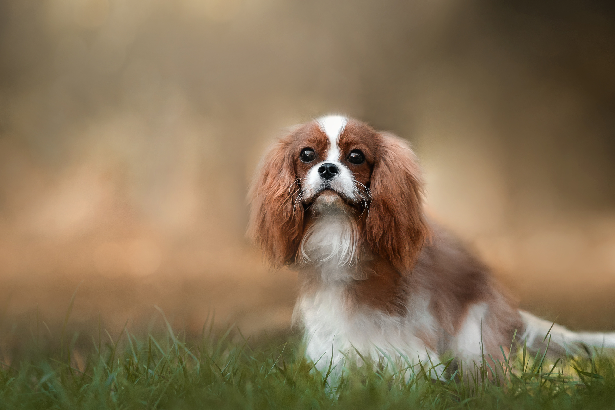 Фотосессия кавалер-кинг-чарльз-спаниелями