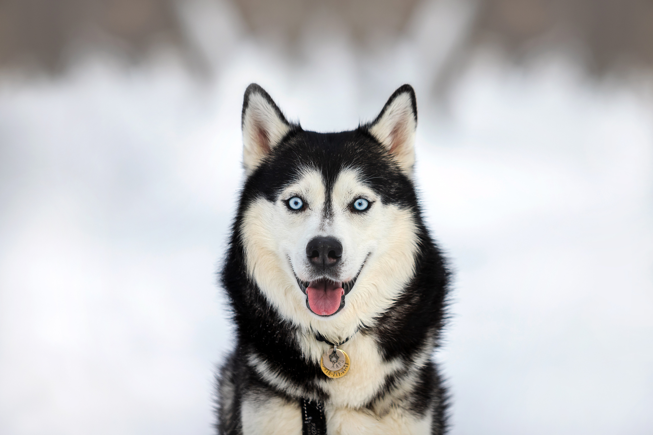 Зимняя фотосессия с собакой