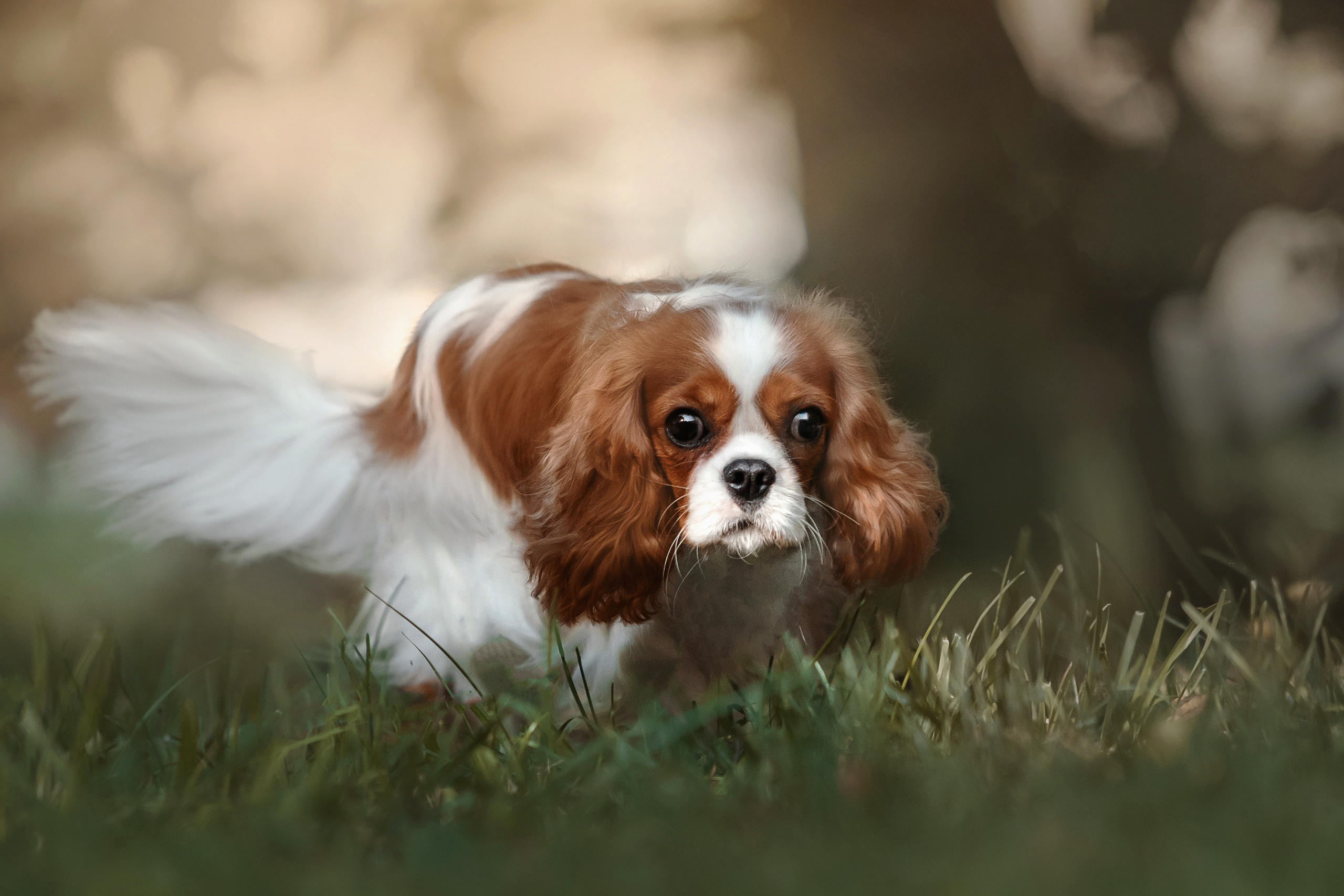 Фотосессия кавалер-кинг-чарльз-спаниелями