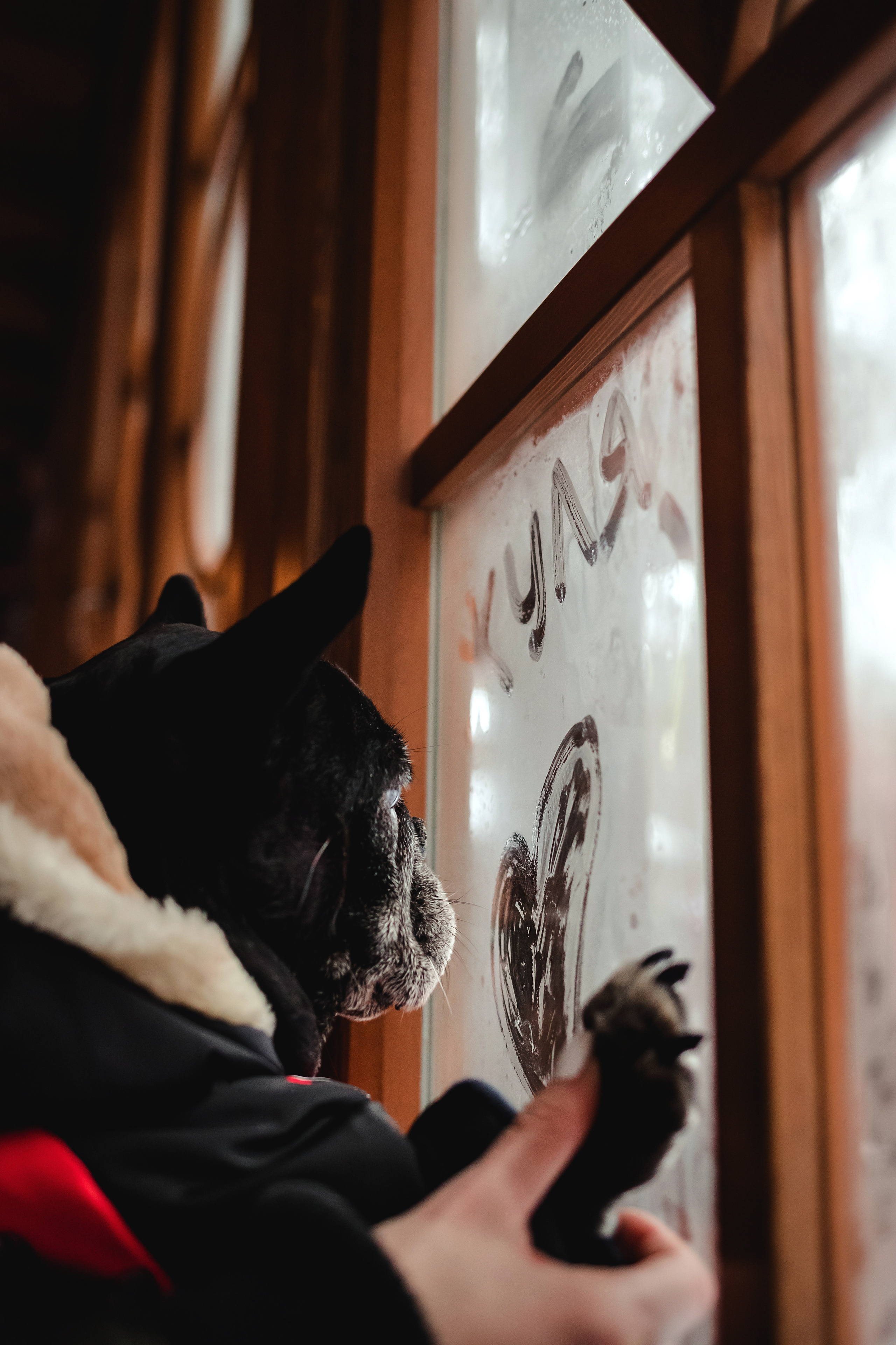 Фотосессия с бульдогом Жулей