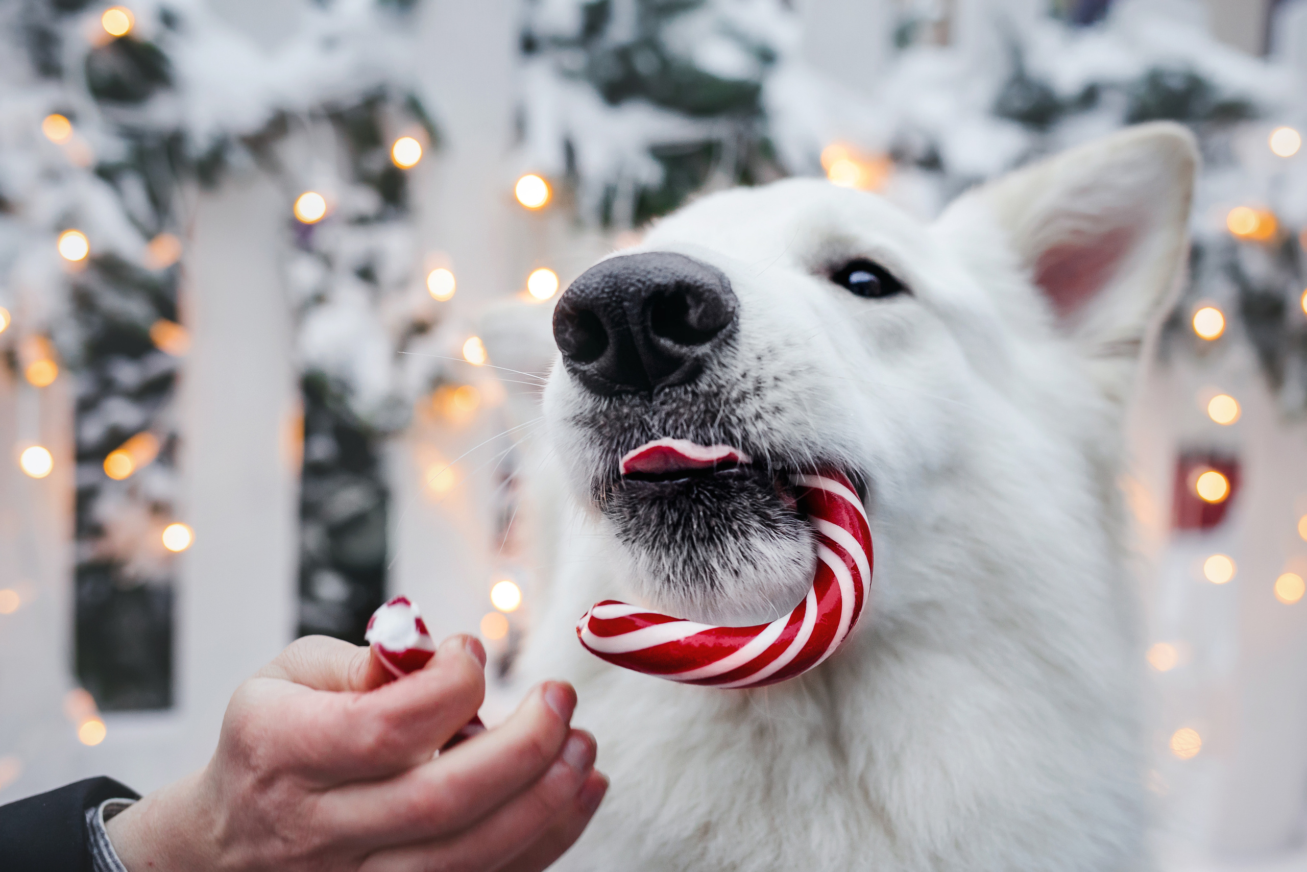 Света, Юля и Олаф