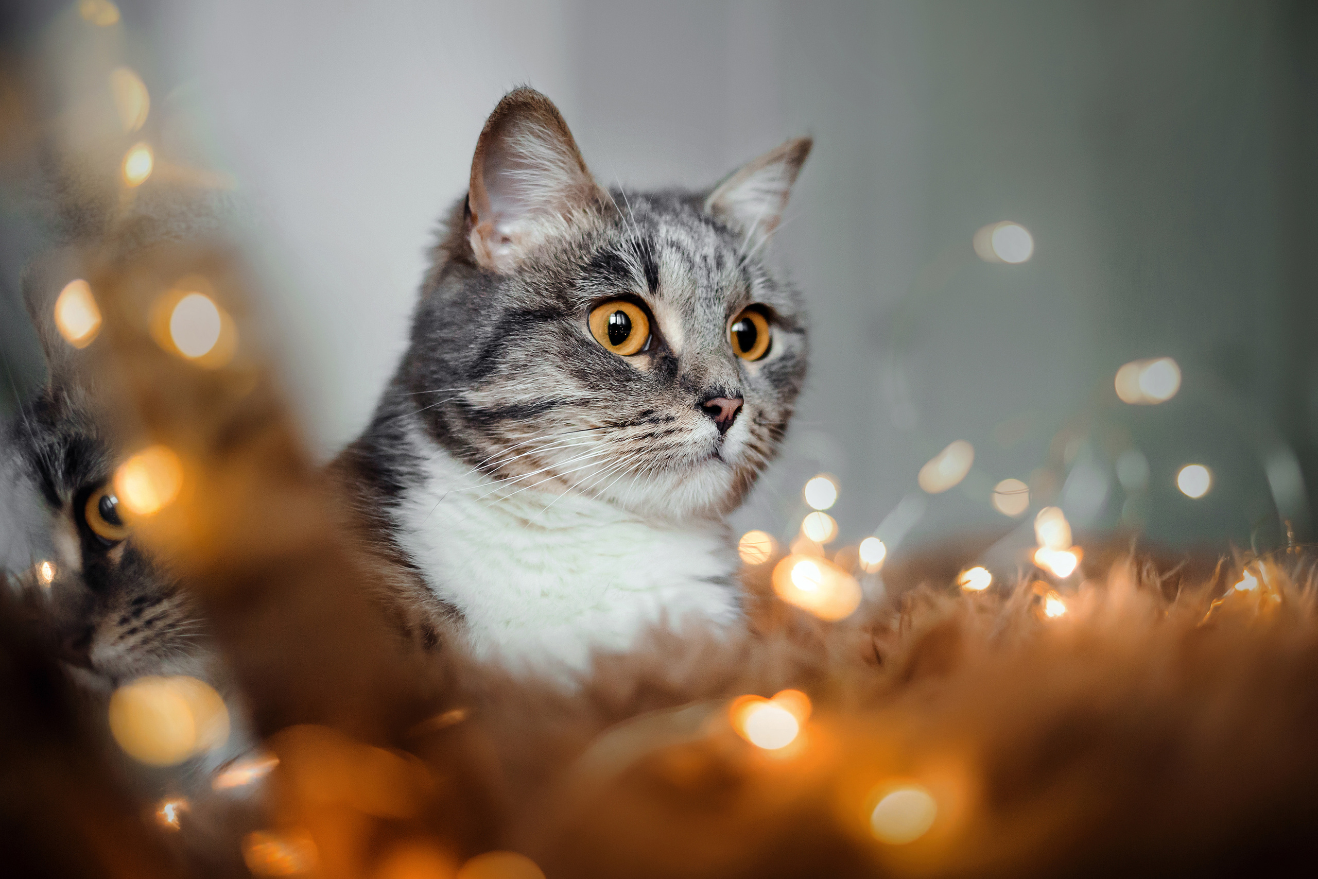 Фотосессия для кошки в интерьере