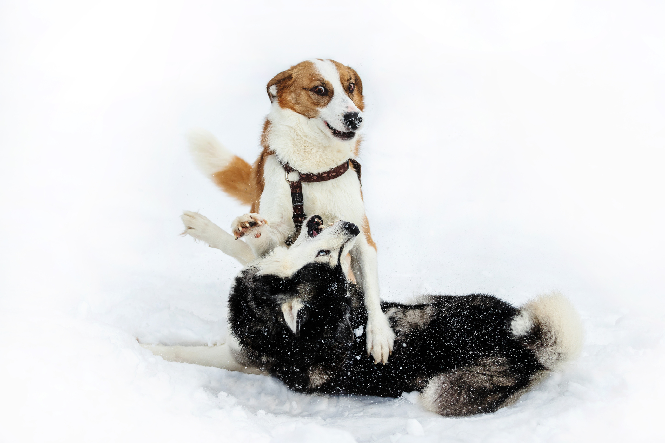 Зимняя фотосессия с собакой