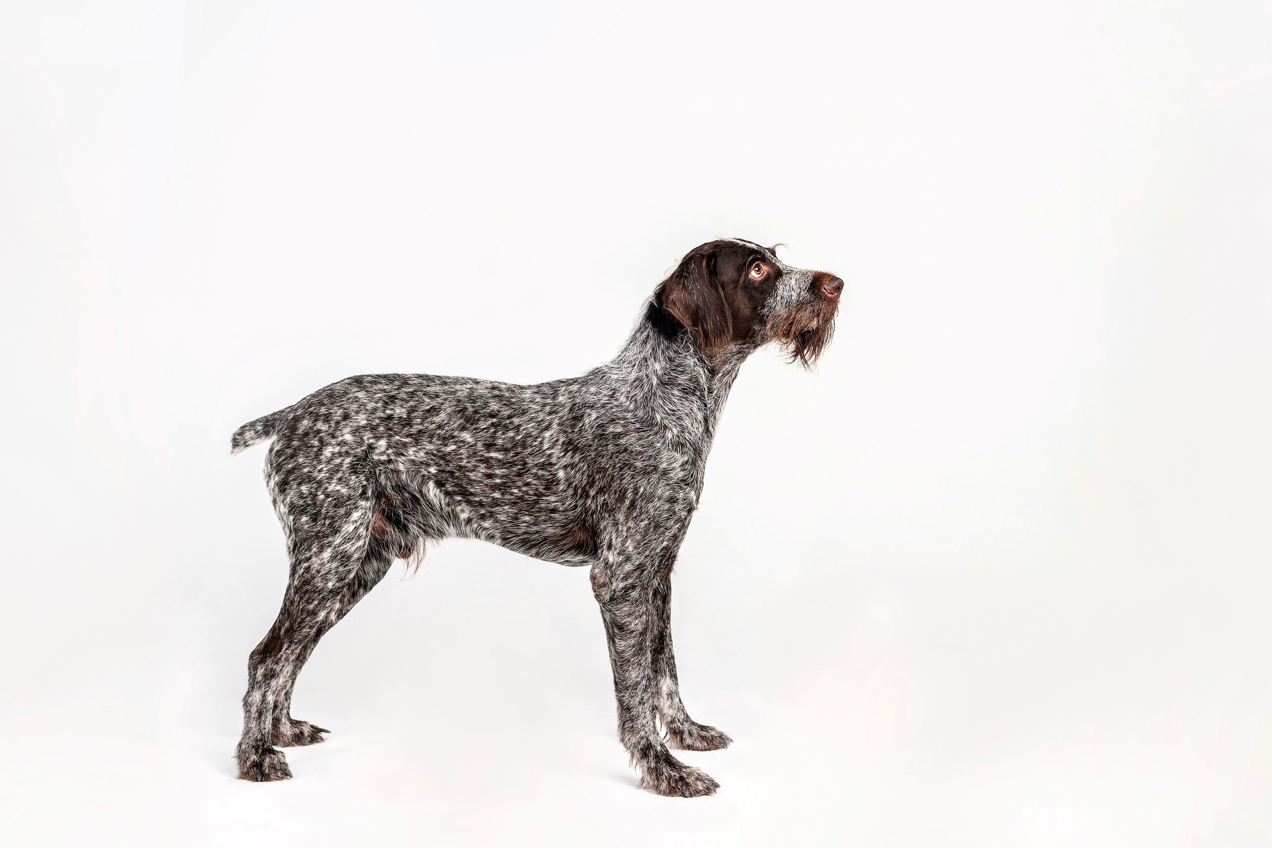 Фотосессия для бренда натуральной еды для собак