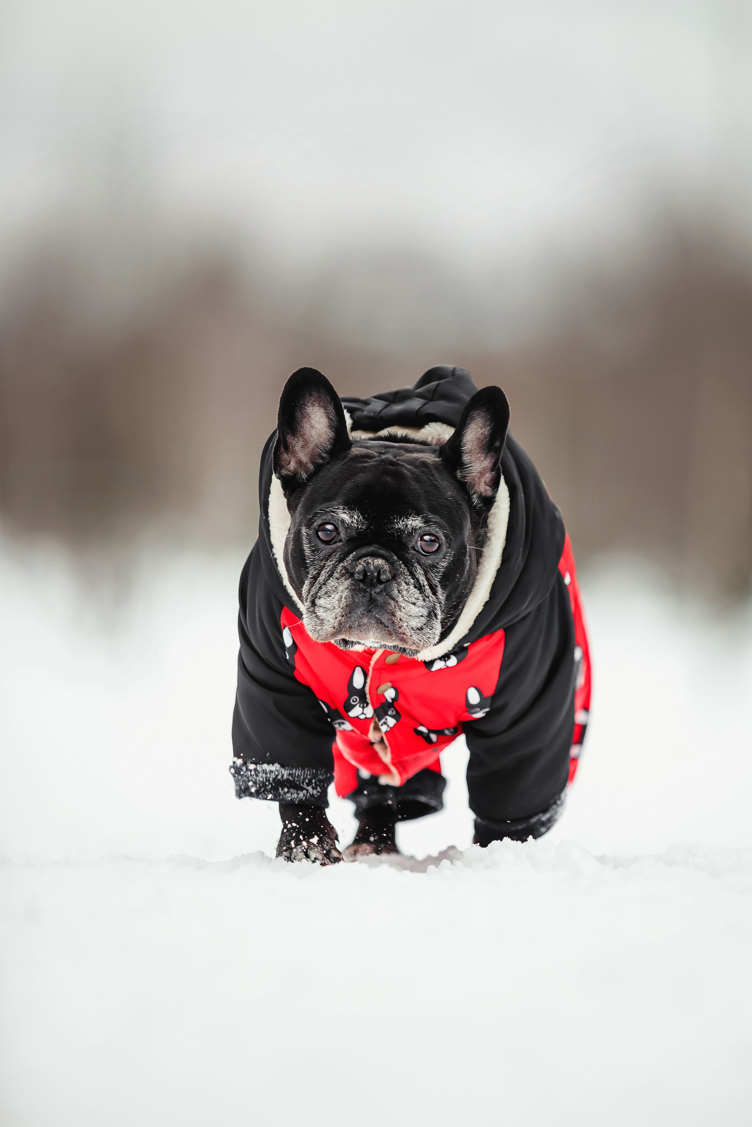 Фотосессия с бульдогом Жулей