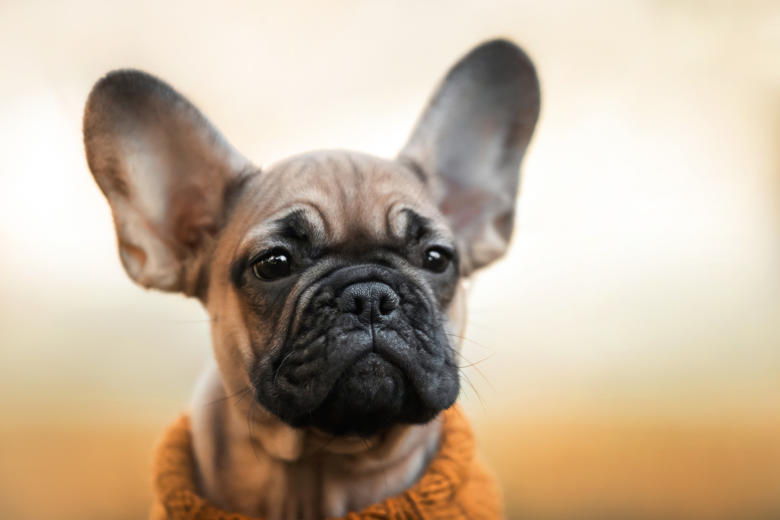 Фотосессия с собаками Мотя и Вилья