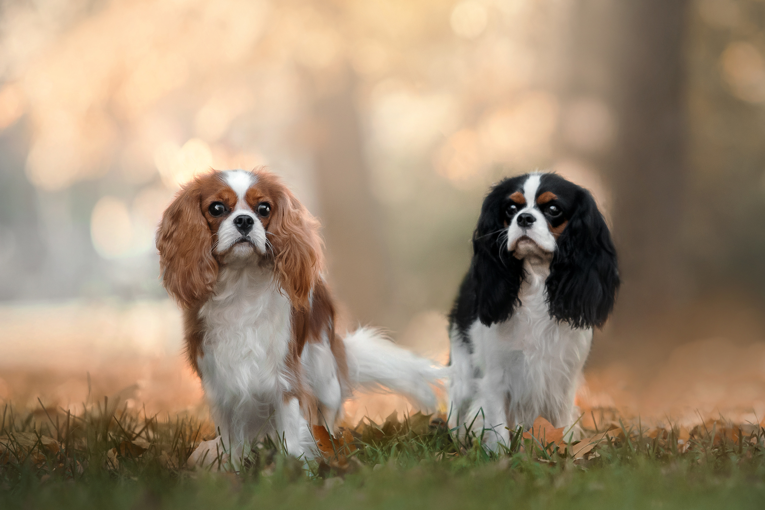 Фотосессия кавалер-кинг-чарльз-спаниелями