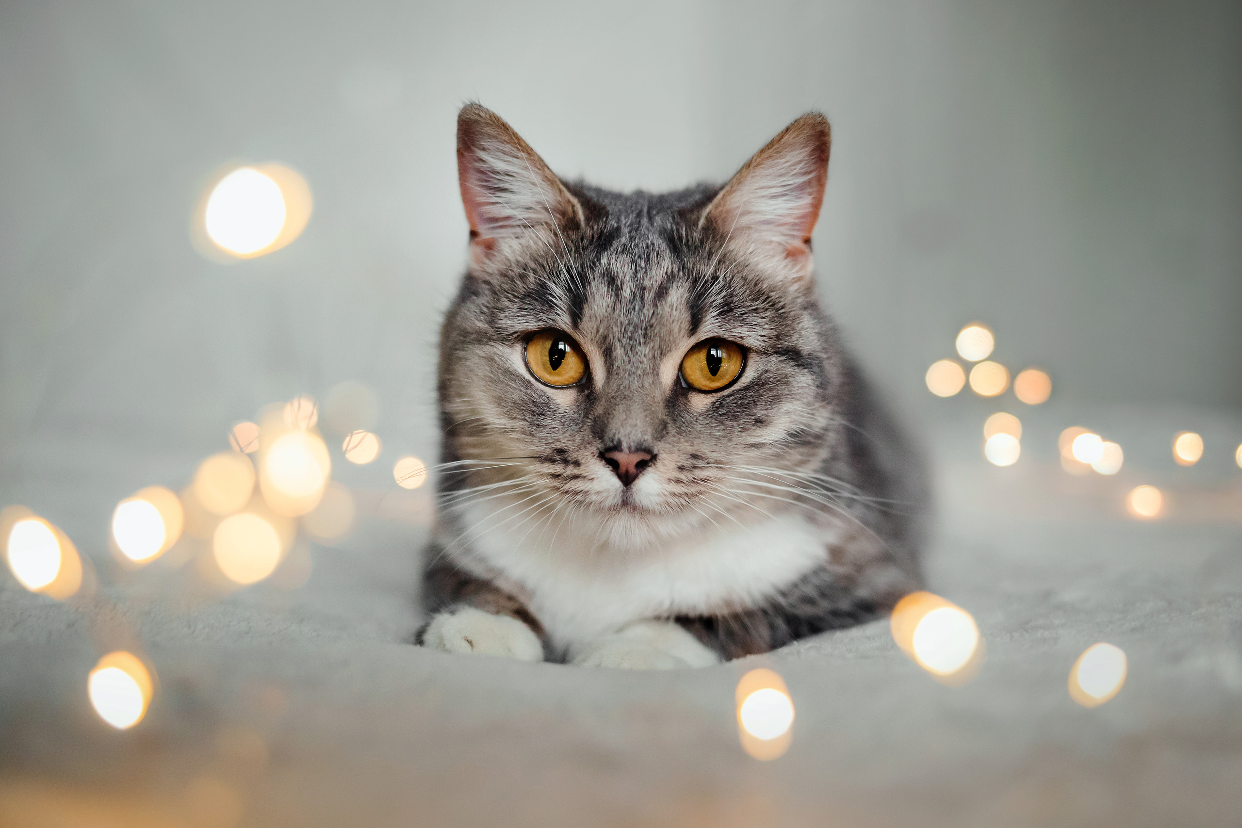 Фотосессия для кошки в интерьере