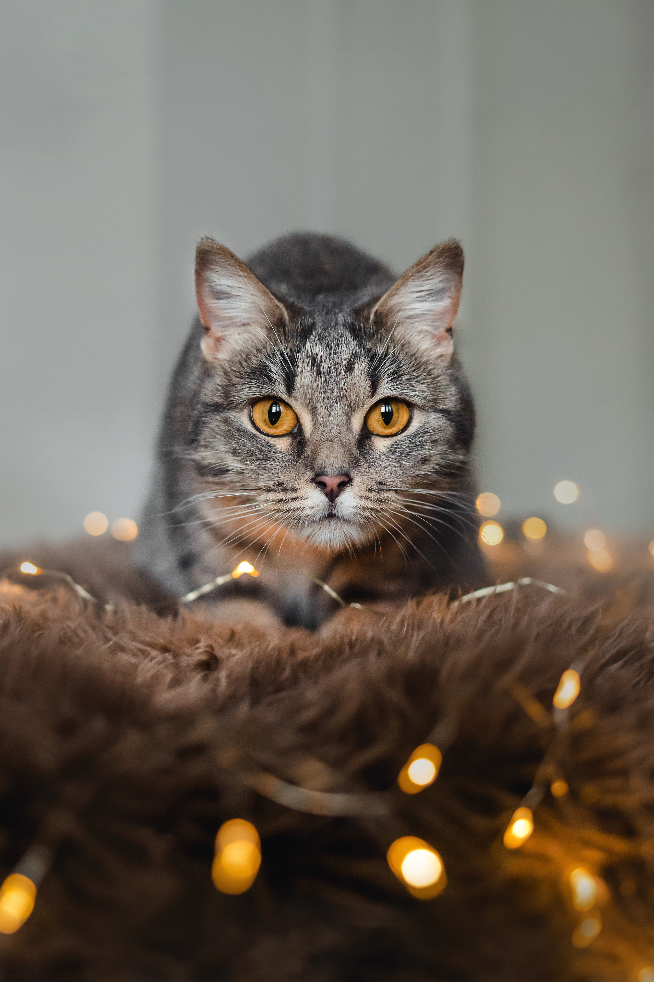 Фотосессия для кошки в интерьере