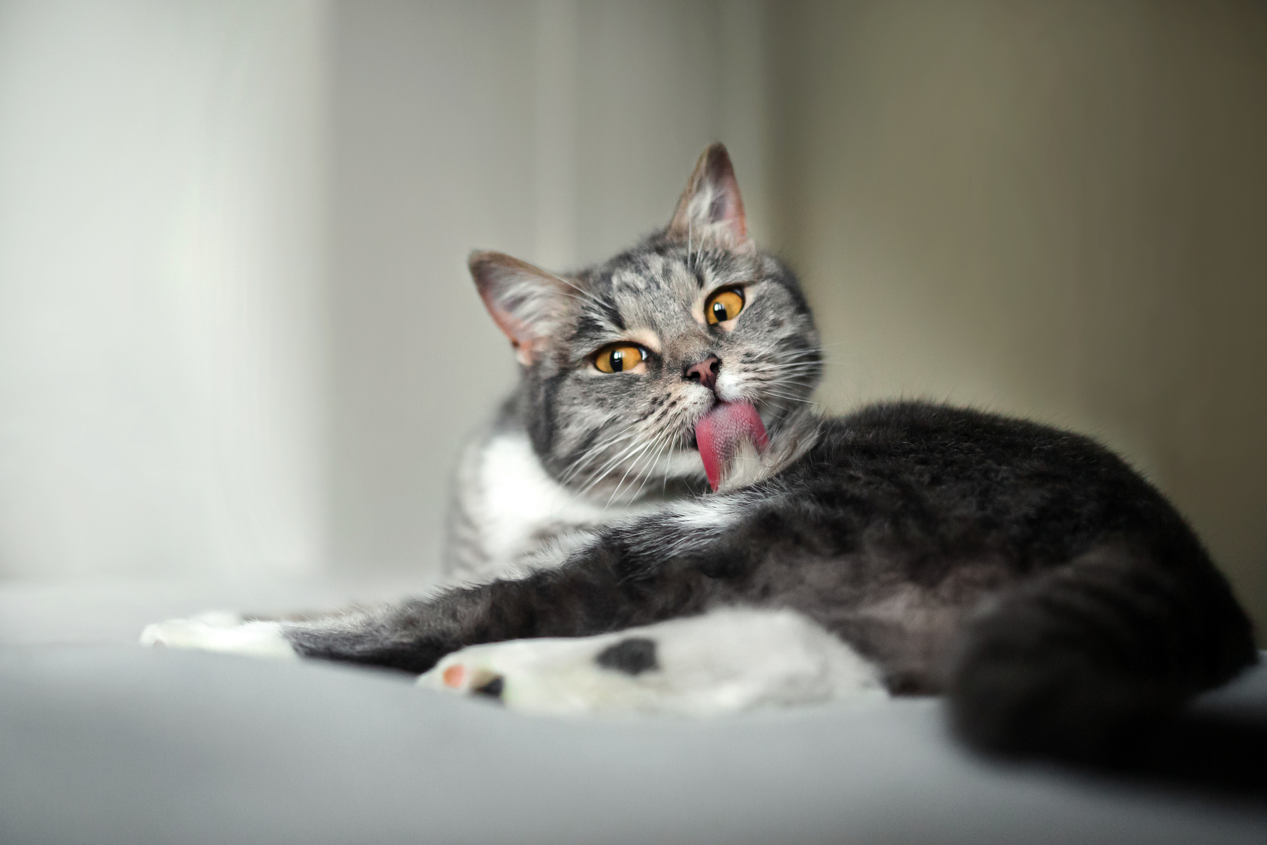 Фотосессия для кошки в интерьере