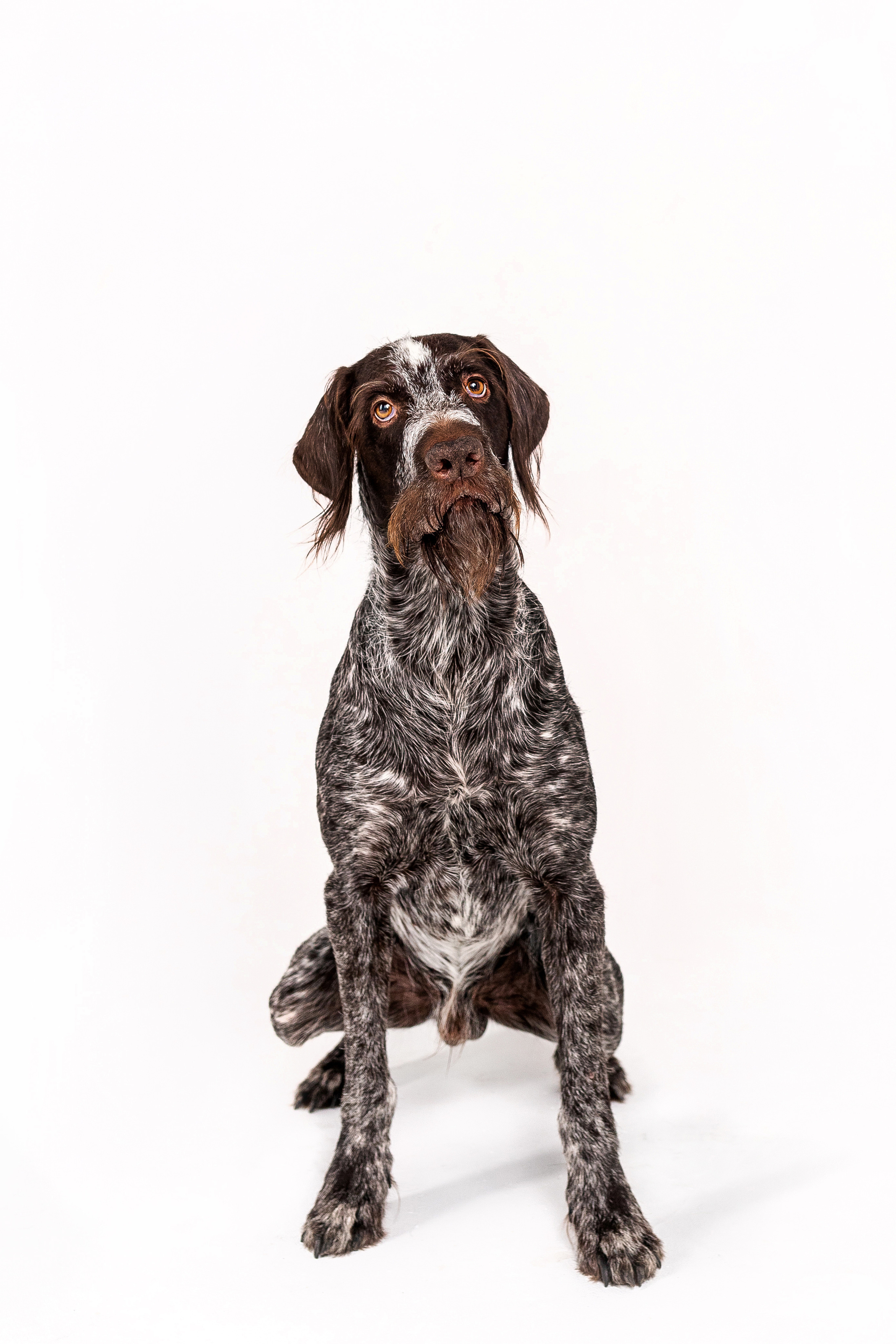 Фотосессия для бренда натуральной еды для собак