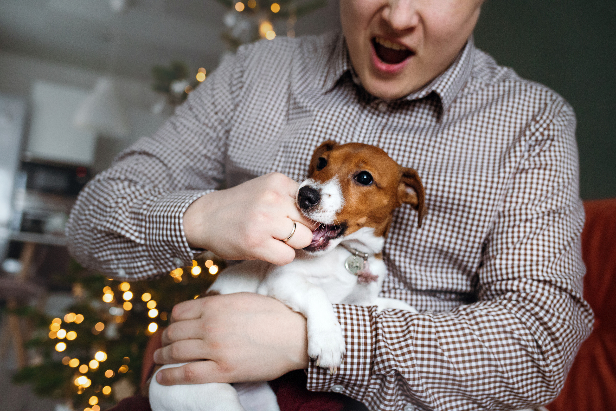 Новогодняя домашняя фотосессия с собакой