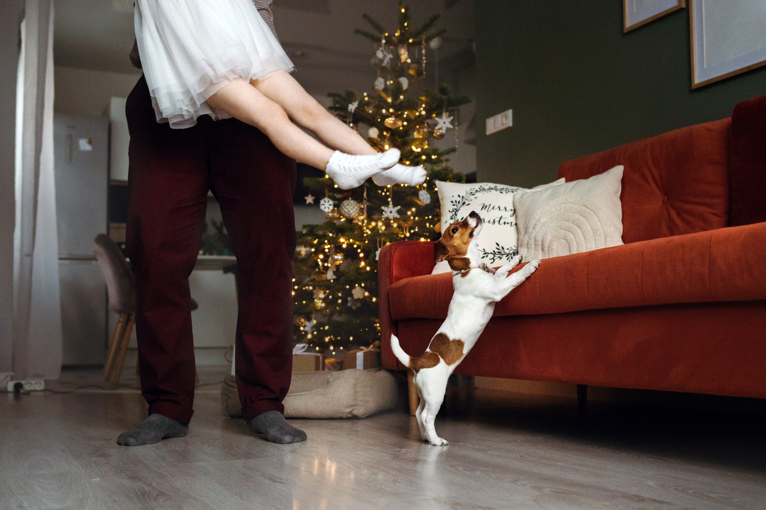 Новогодняя домашняя фотосессия с собакой