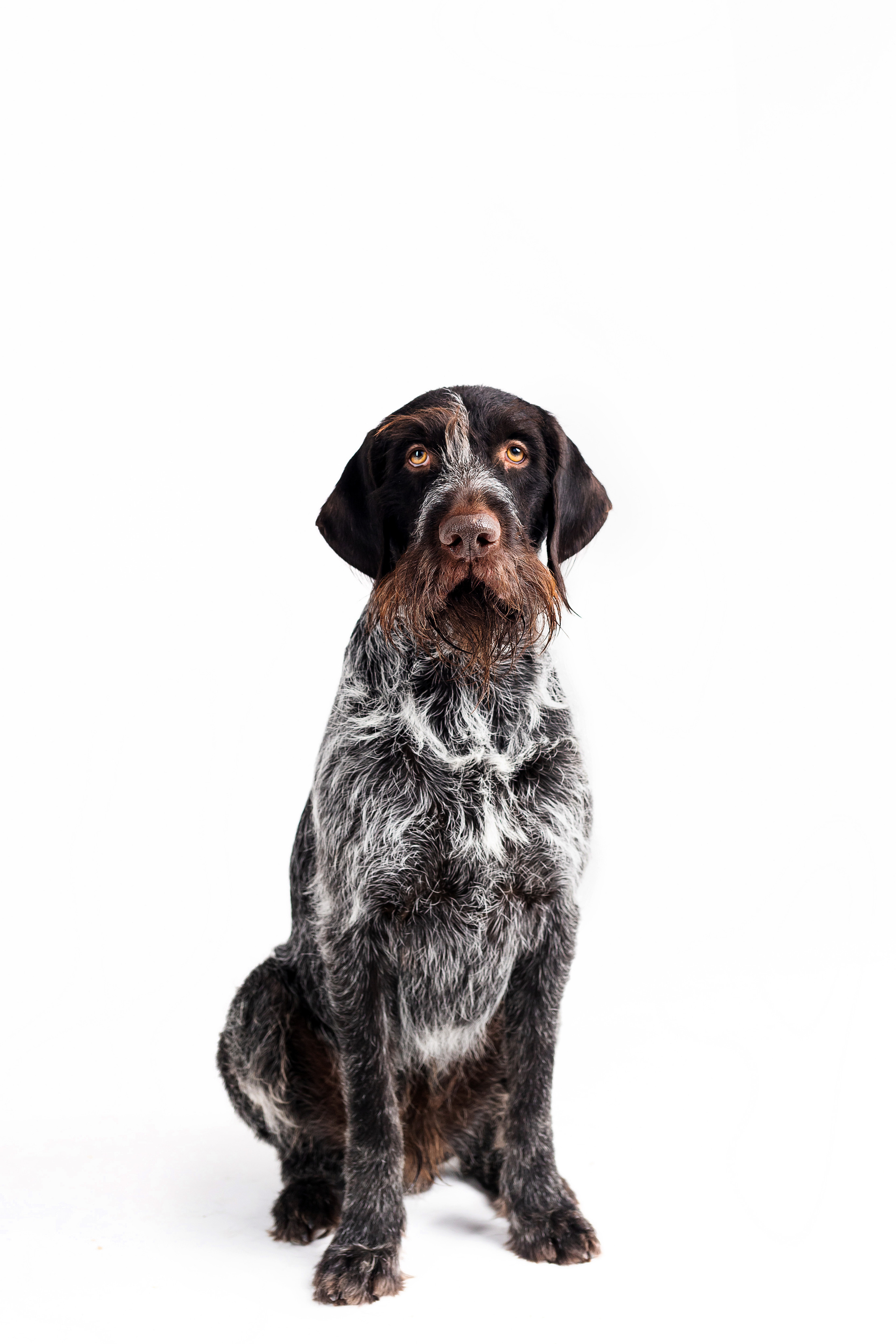 Фотосессия для бренда натуральной еды для собак