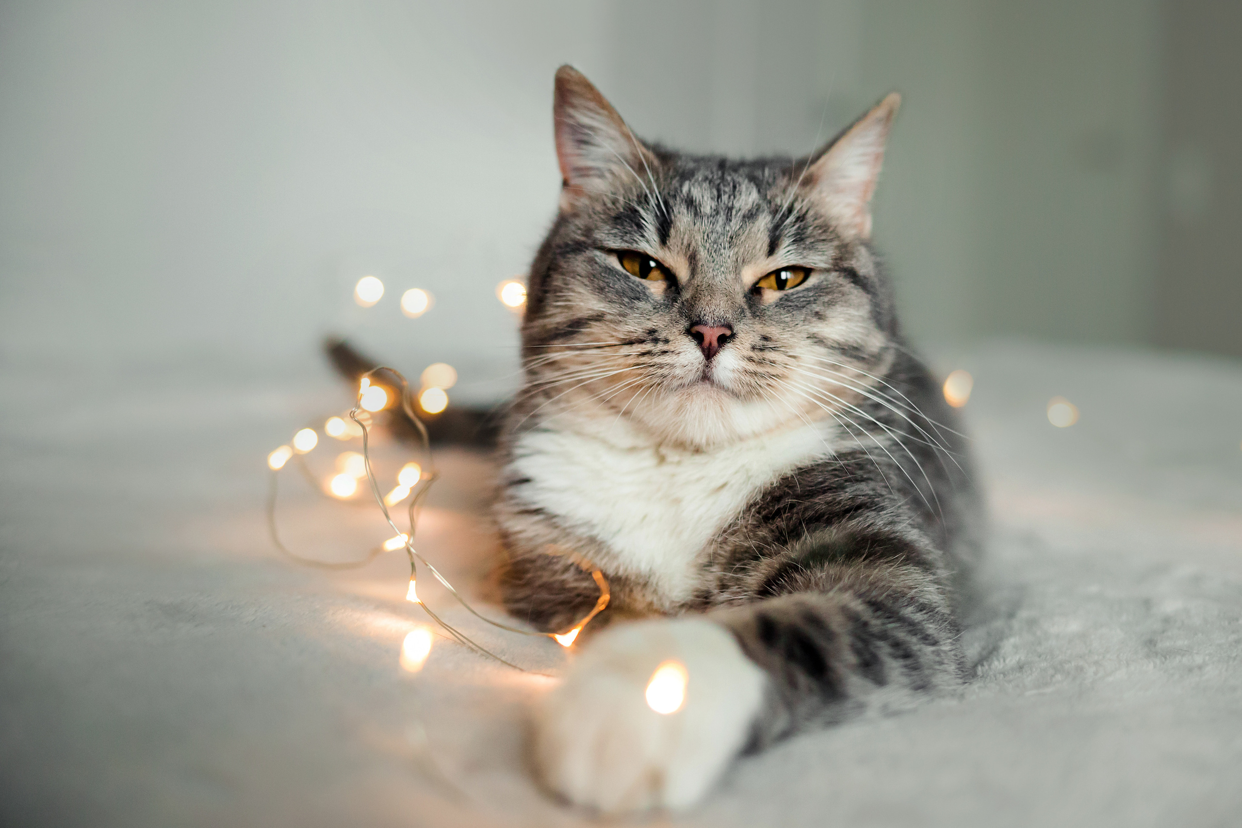 Фотосессия для кошки в интерьере