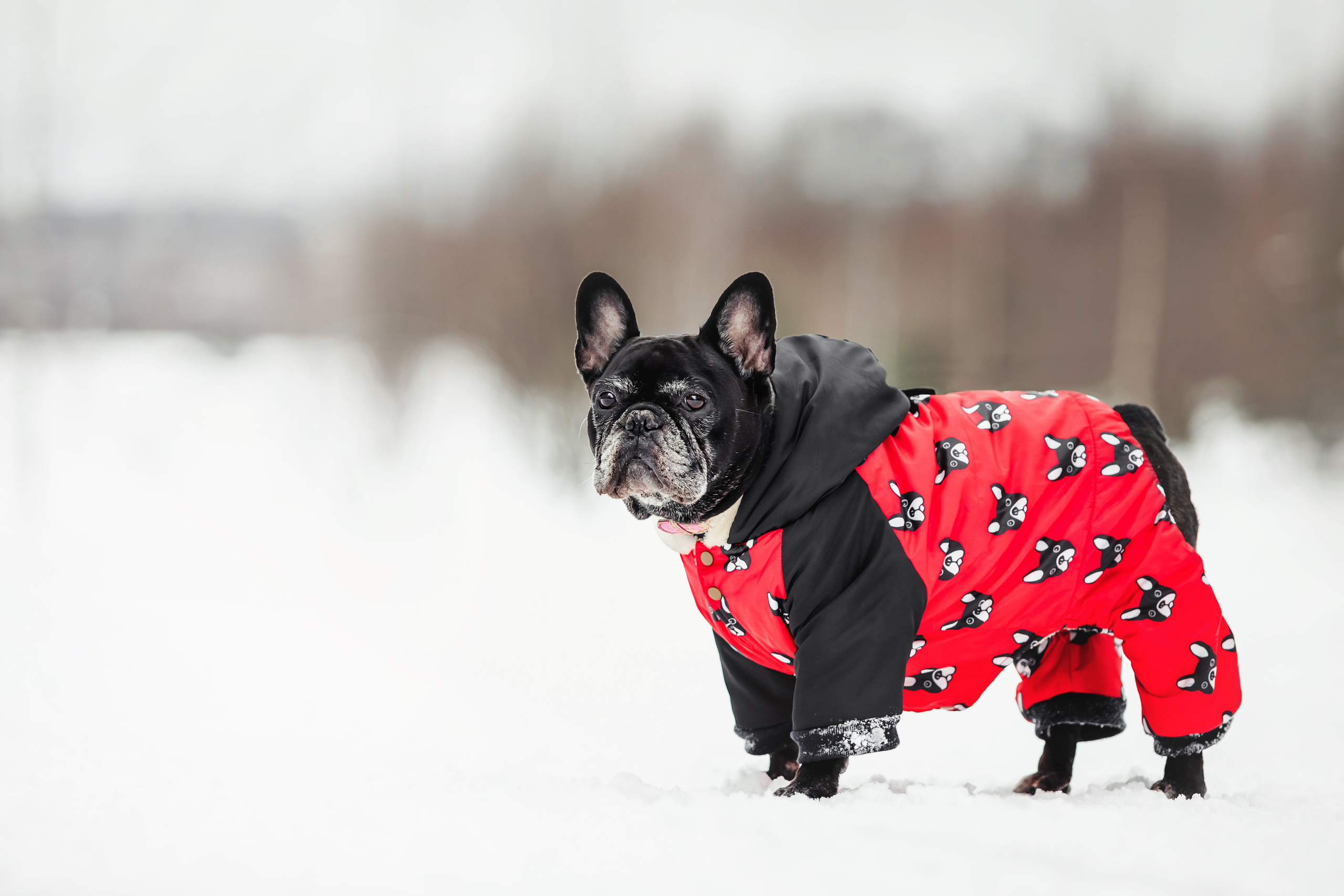 Фотосессия с бульдогом Жулей