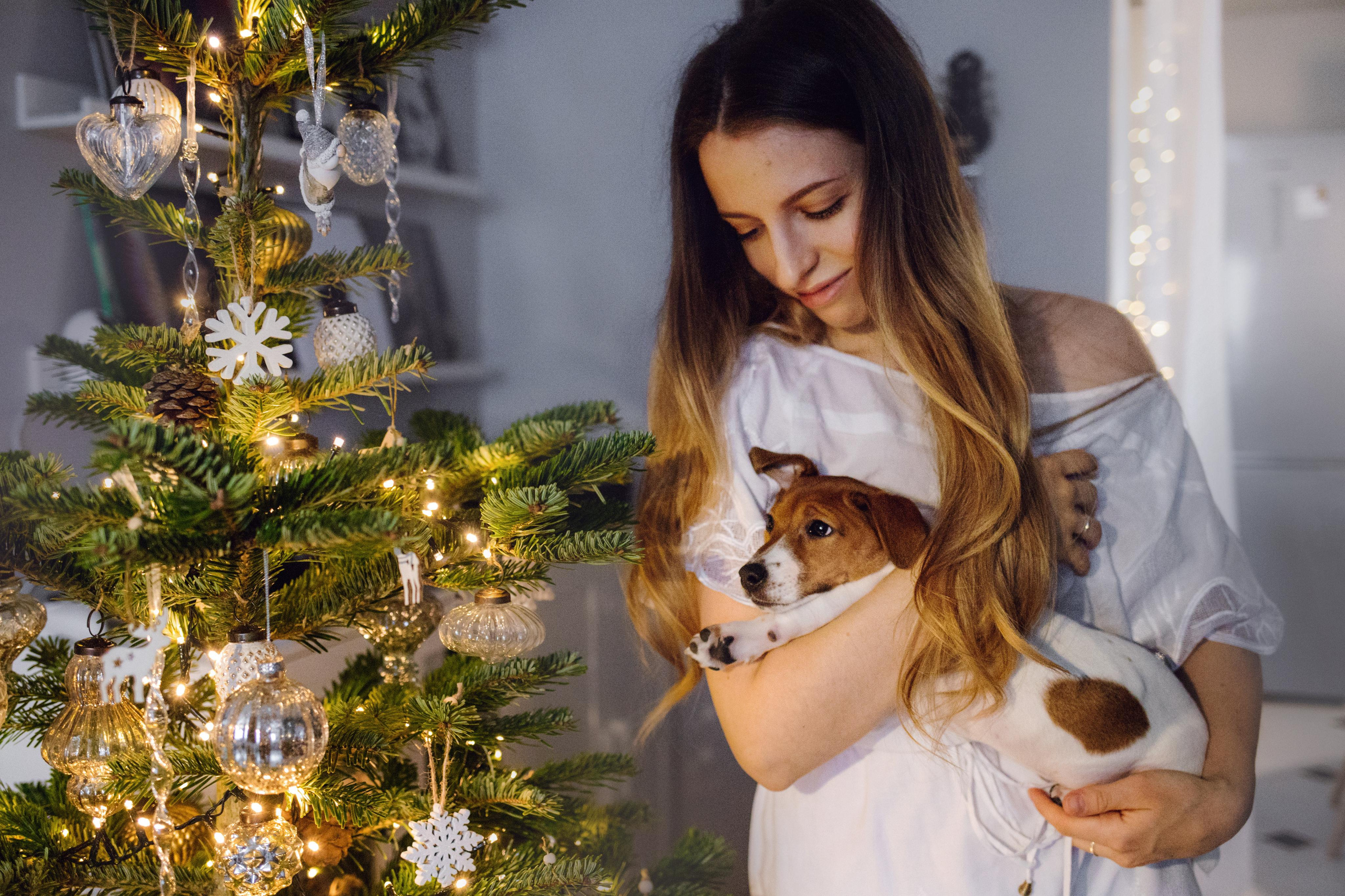 Новогодняя домашняя фотосессия с собакой