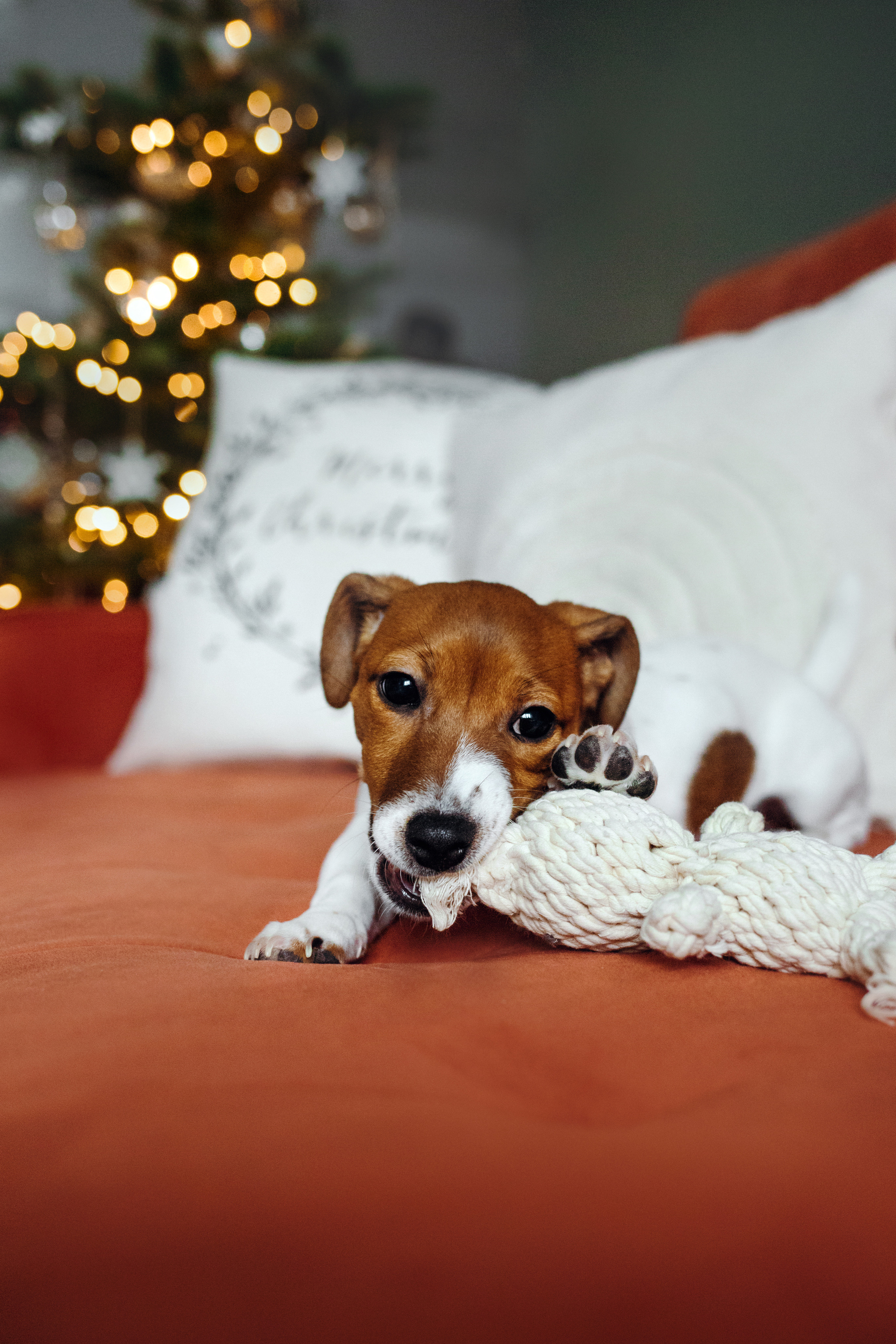 Новогодняя домашняя фотосессия с собакой