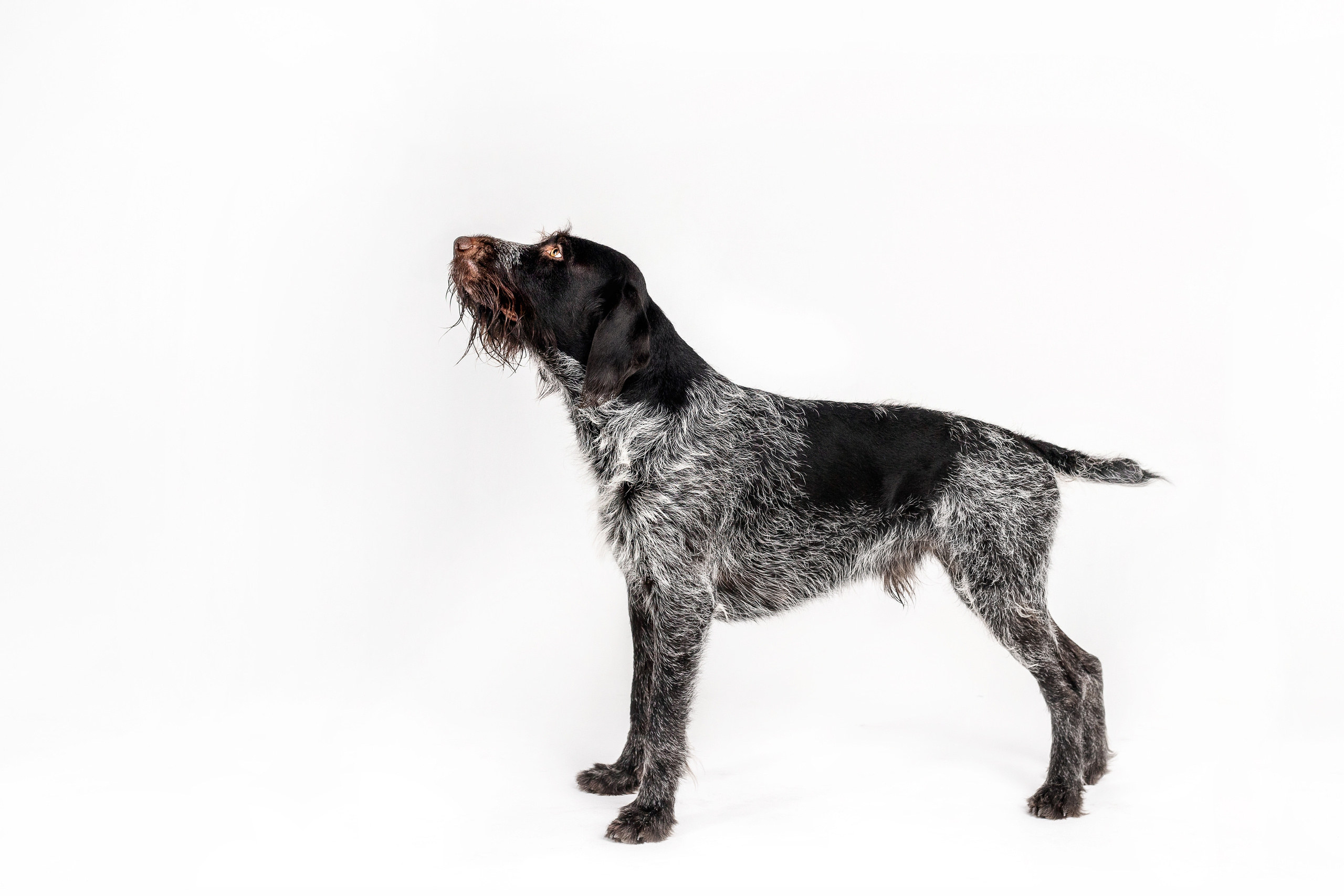 Фотосессия для бренда натуральной еды для собак