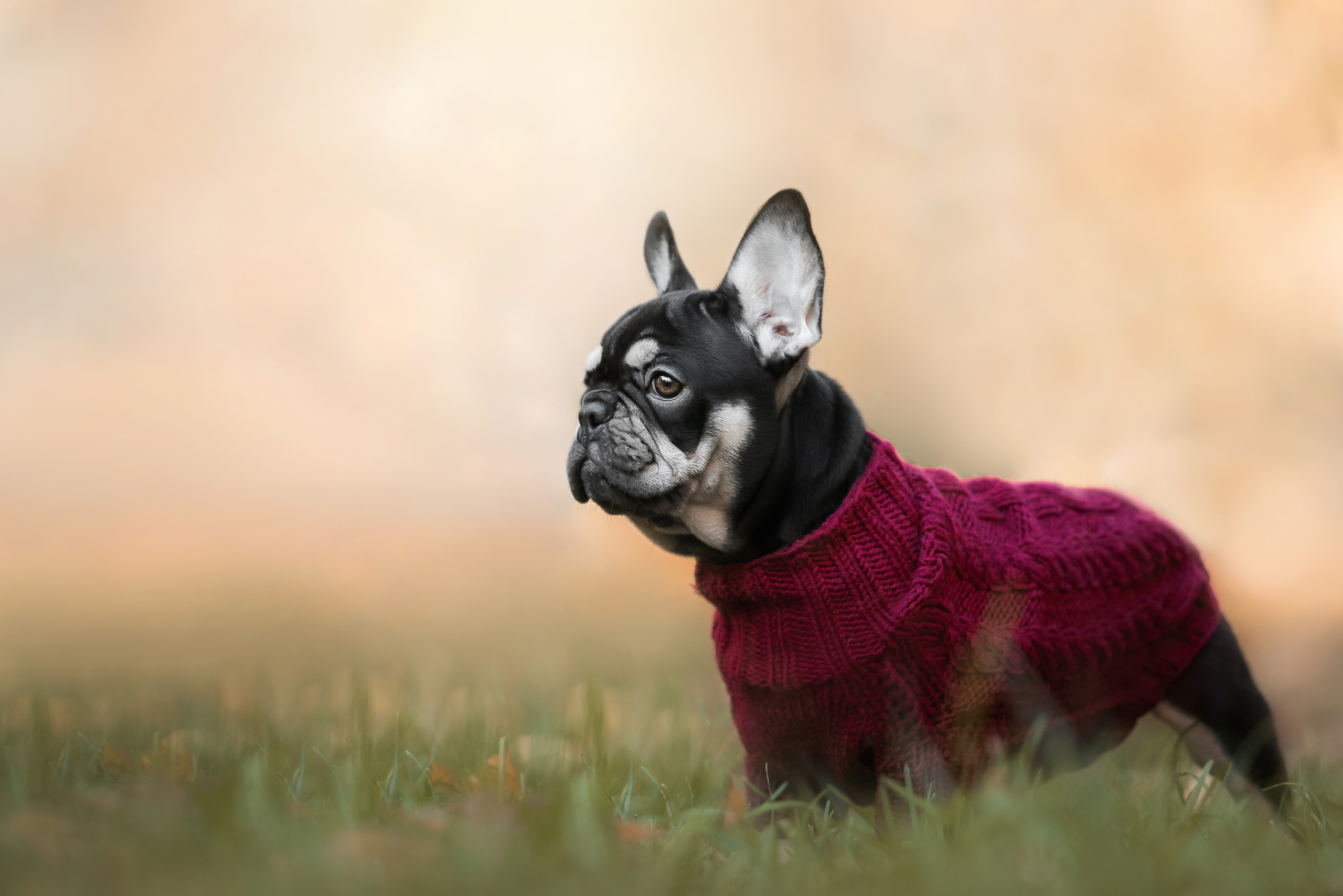 Фотосессия с собаками Мотя и Вилья