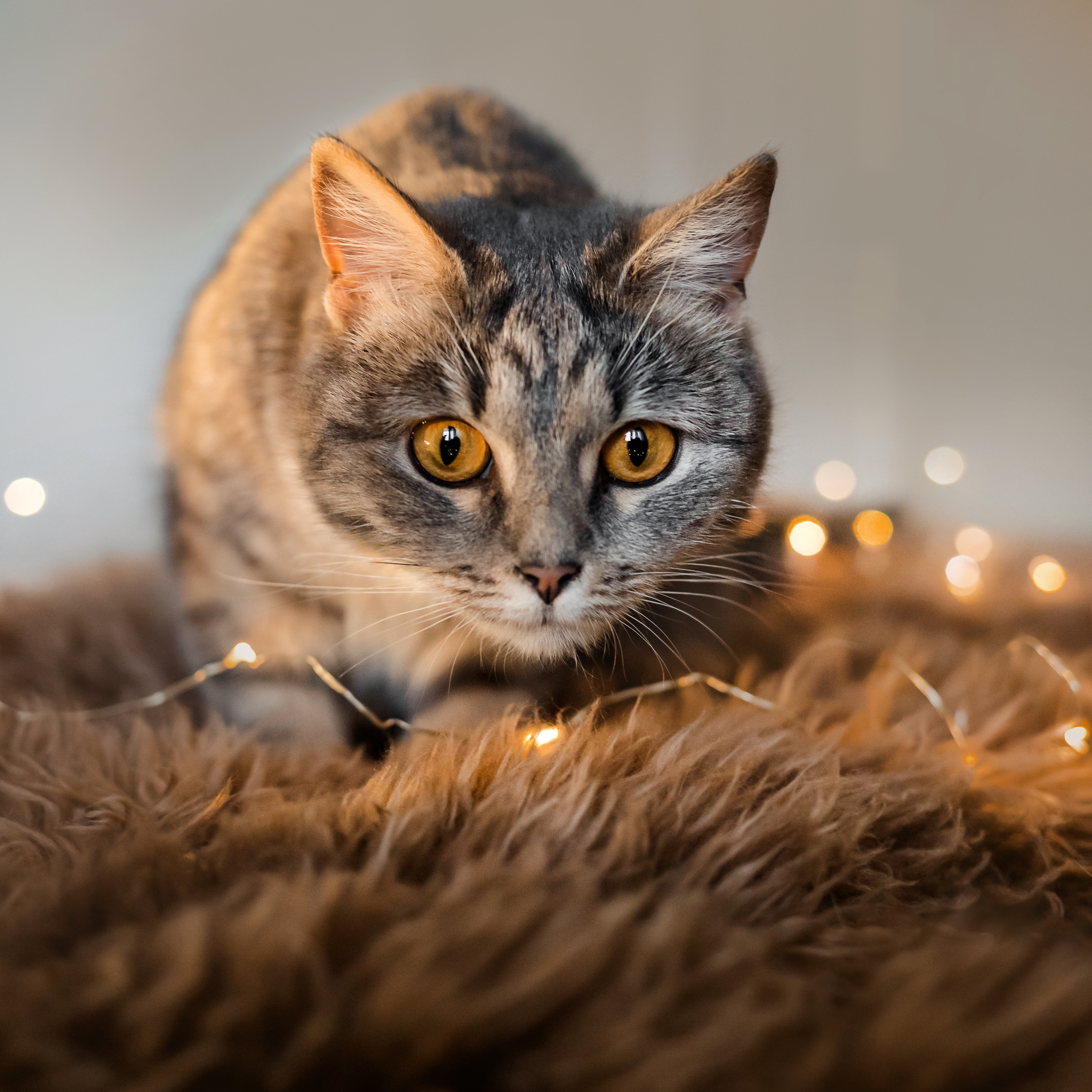 Фотосессия для кошки в интерьере