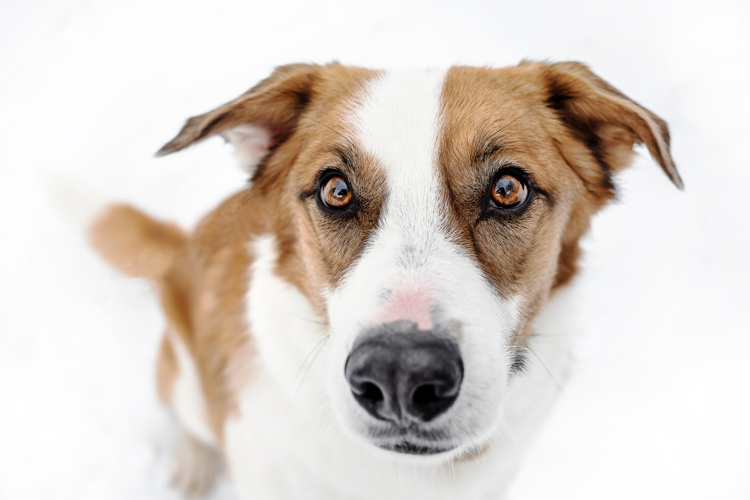 Зимняя фотосессия в парке Коломенское