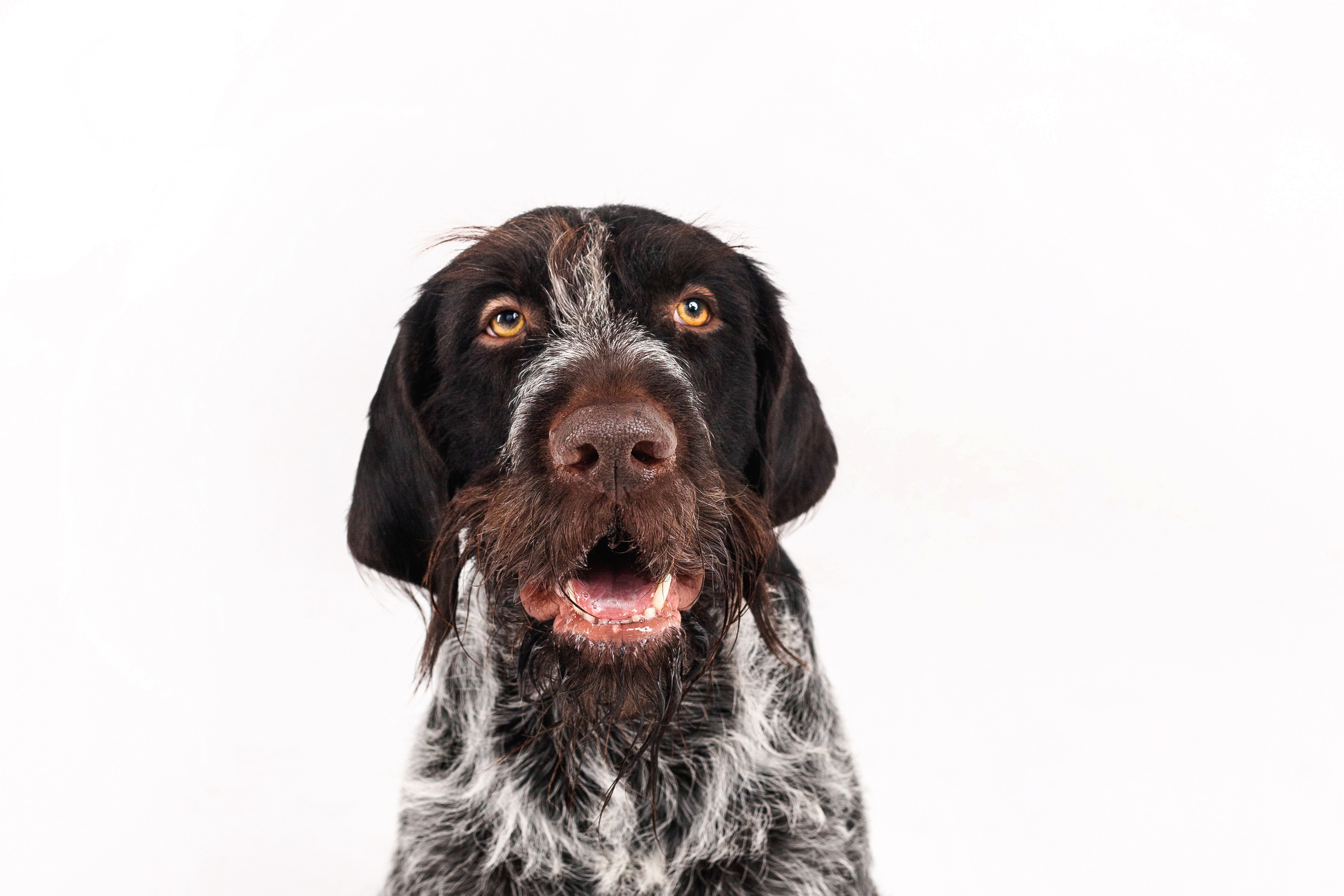 Фотосессия для бренда натуральной еды для собак