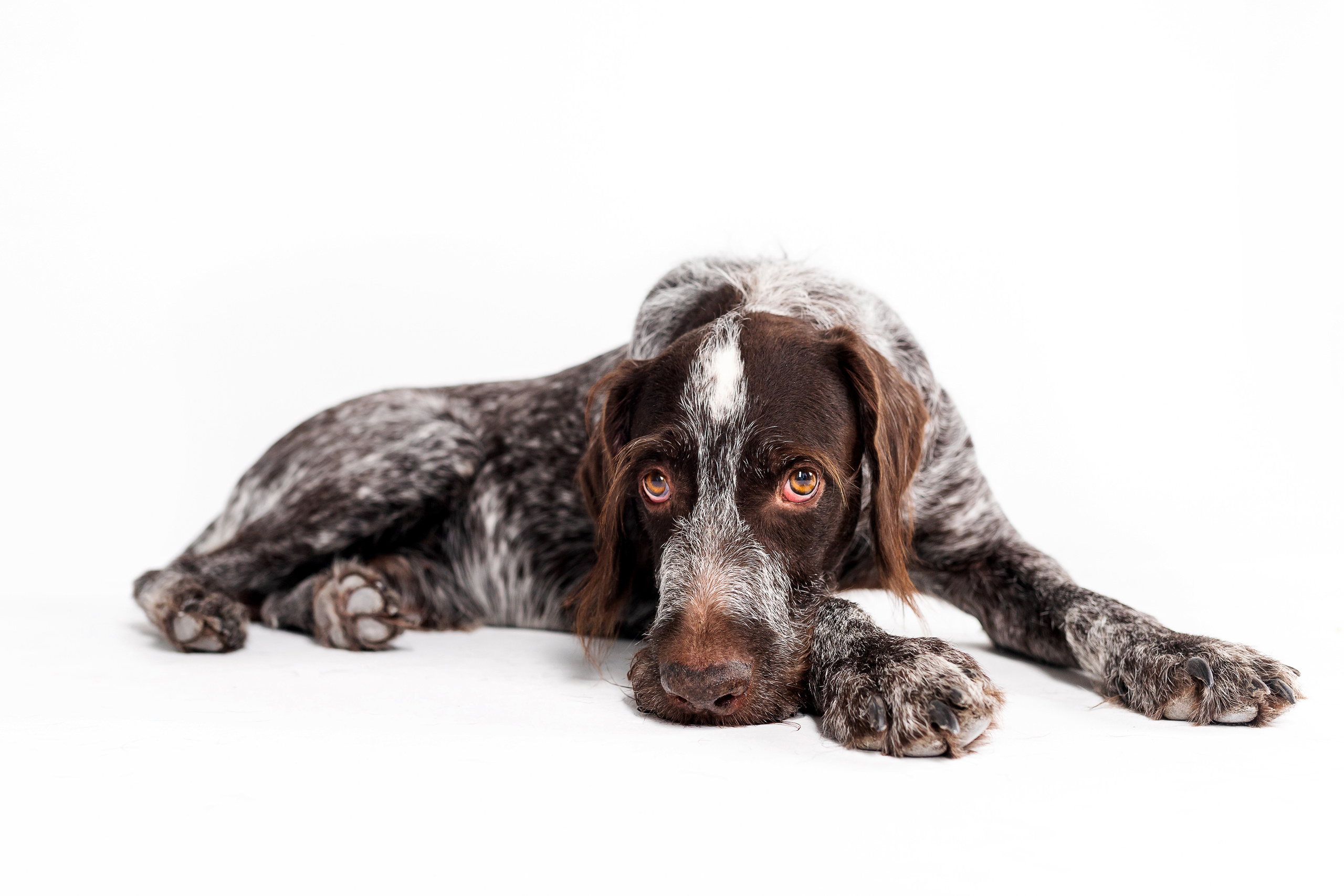 Фотосессия для бренда натуральной еды для собак