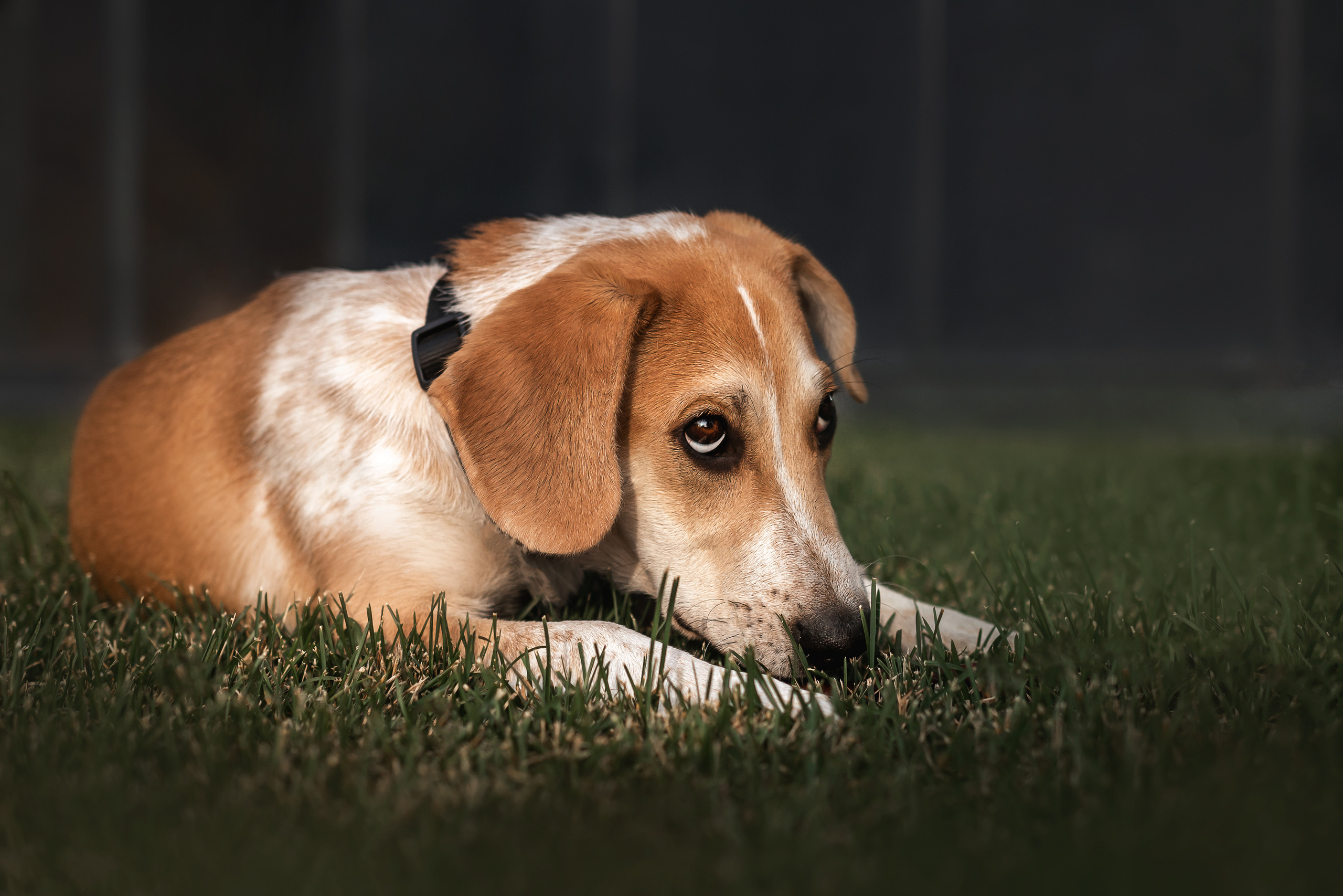 Что делать, если животное не любит фотографироваться?