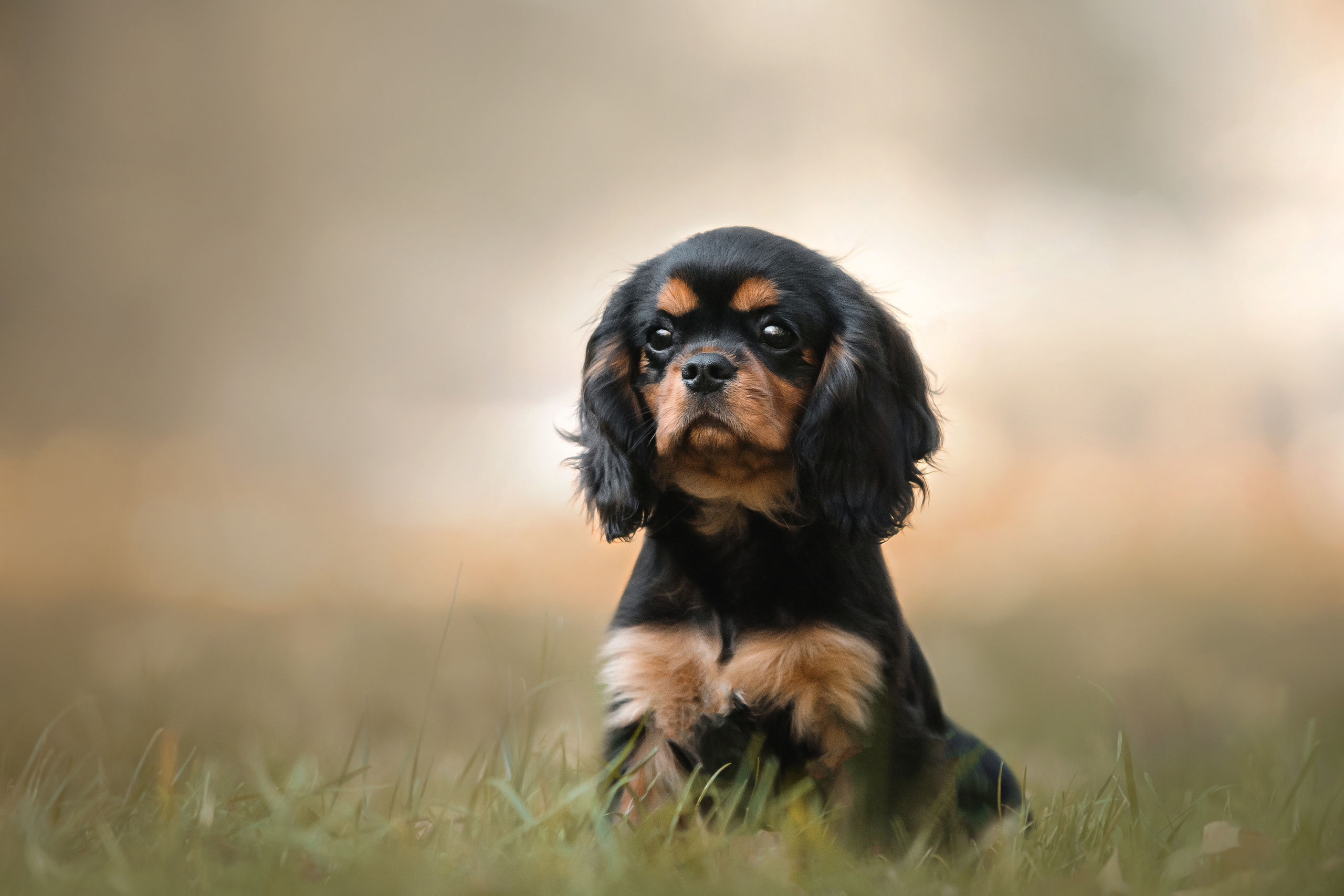 Фотосессия кавалер-кинг-чарльз-спаниелями