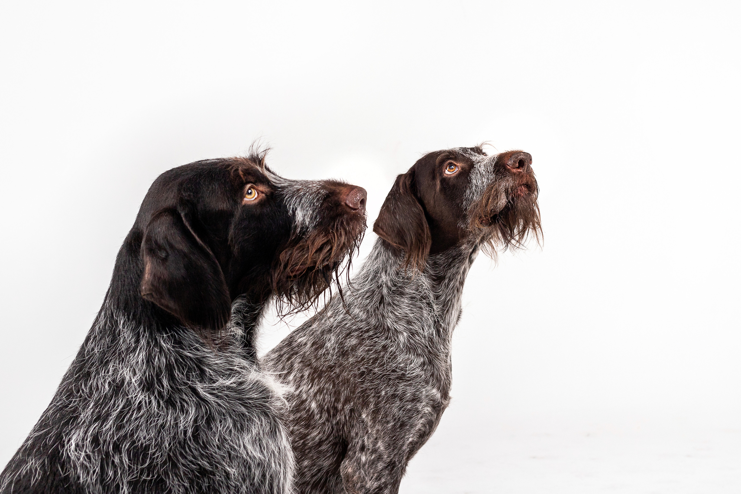 Фотосессия для бренда натуральной еды для собак