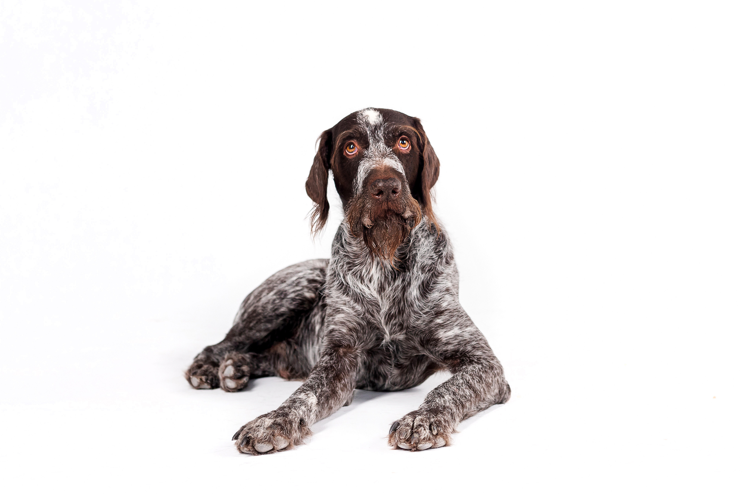 Фотосессия для бренда натуральной еды для собак