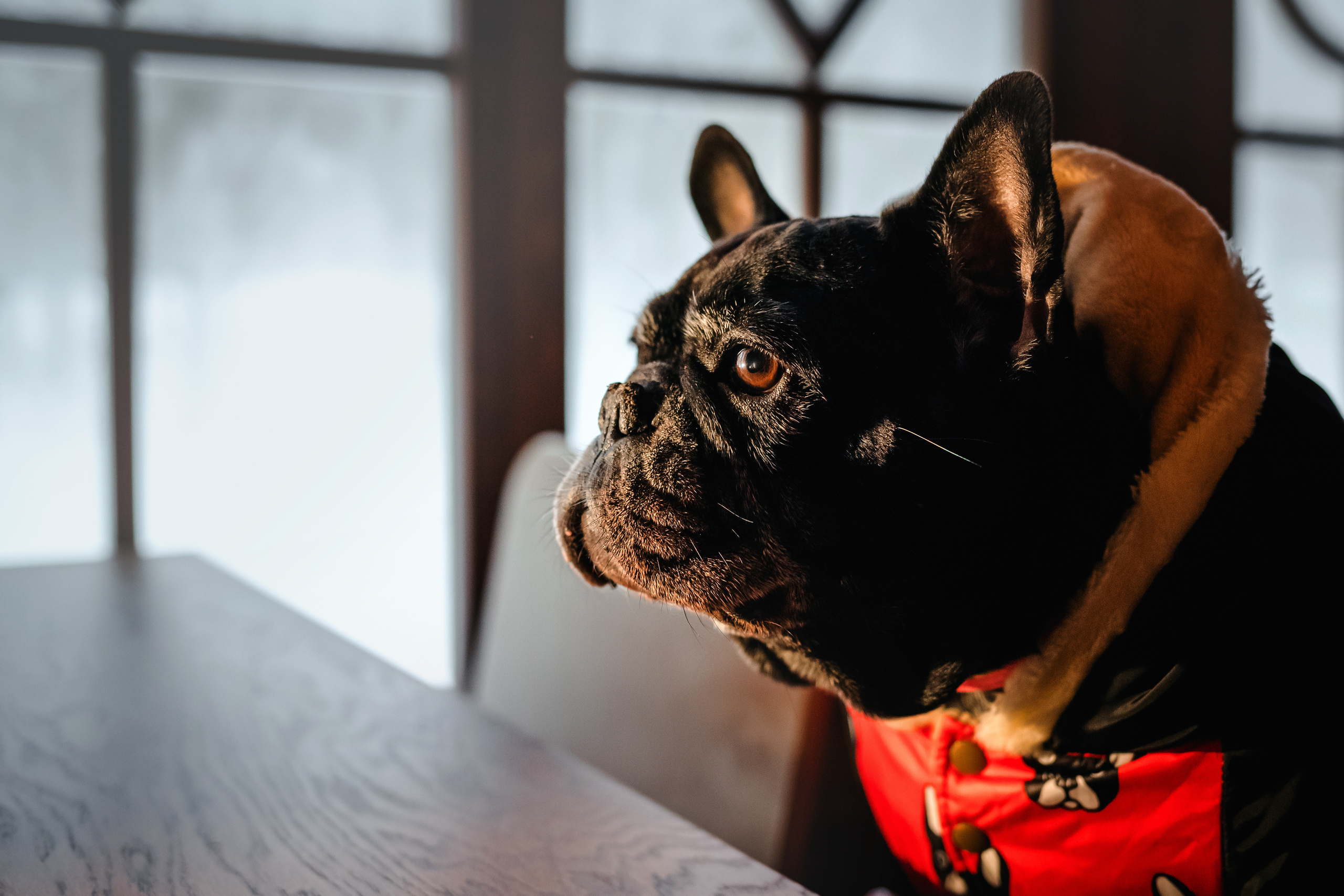 Фотосессия с бульдогом Жулей