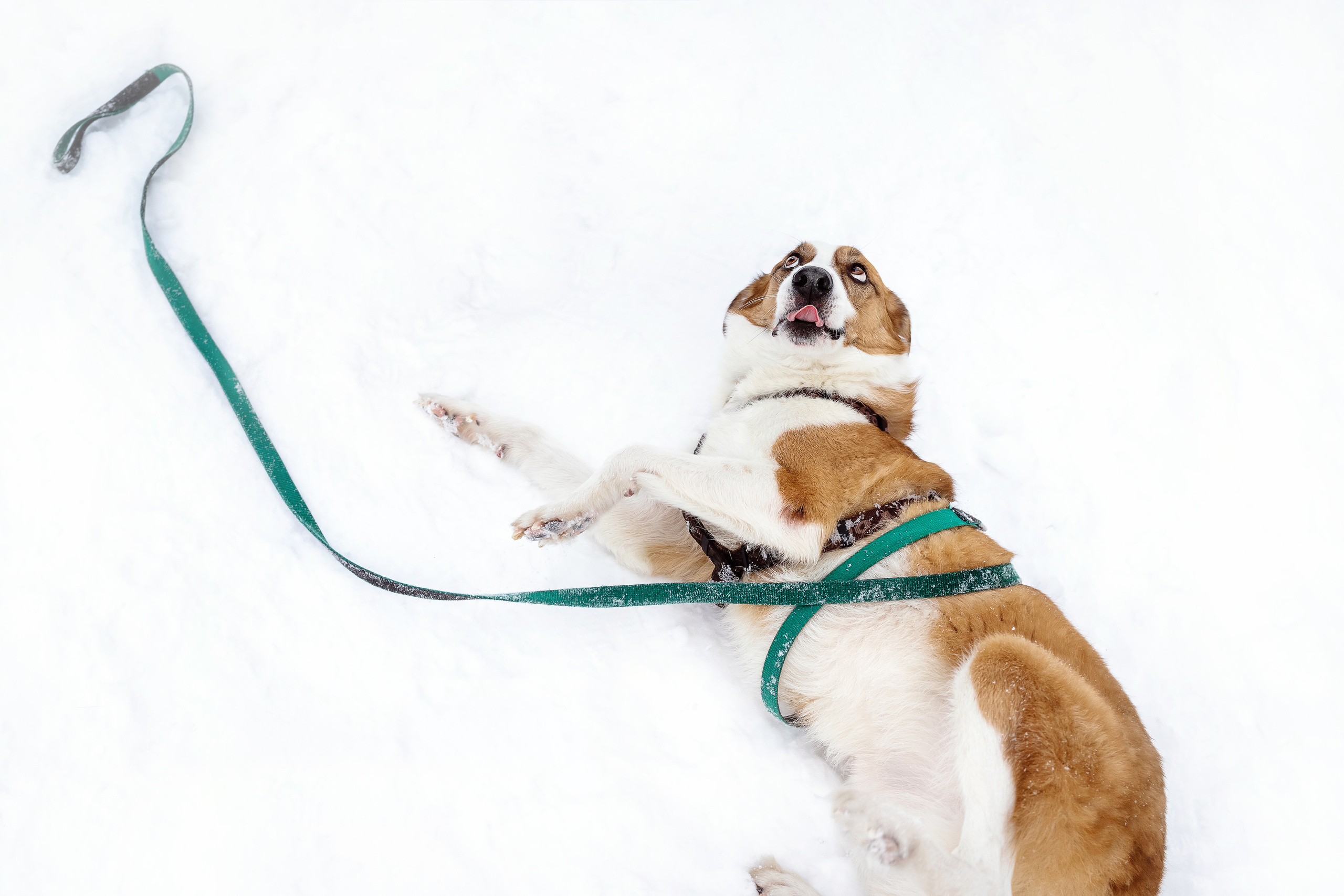 Фотосессия с собакой зимой