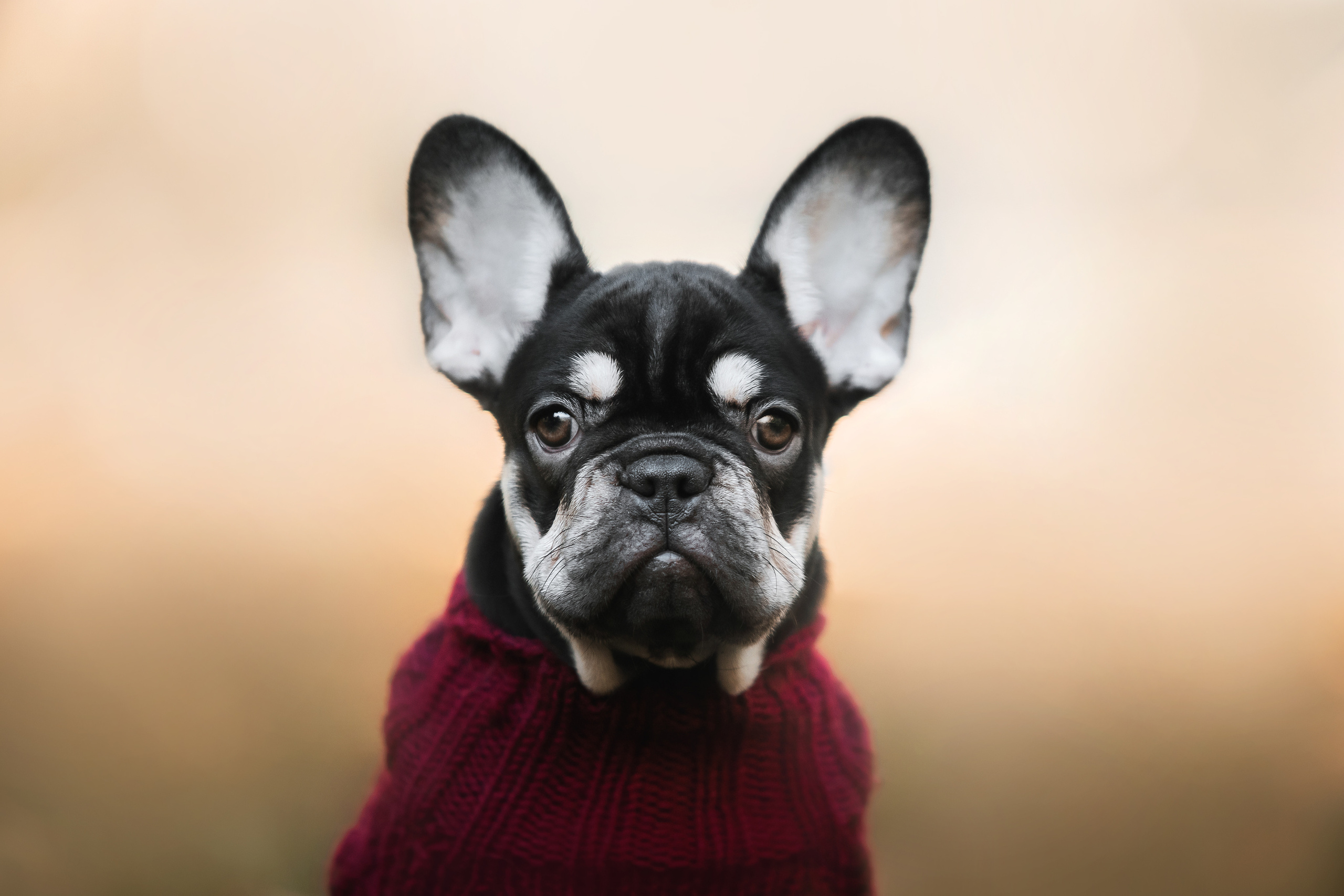 Фотосессия с собаками Мотя и Вилья