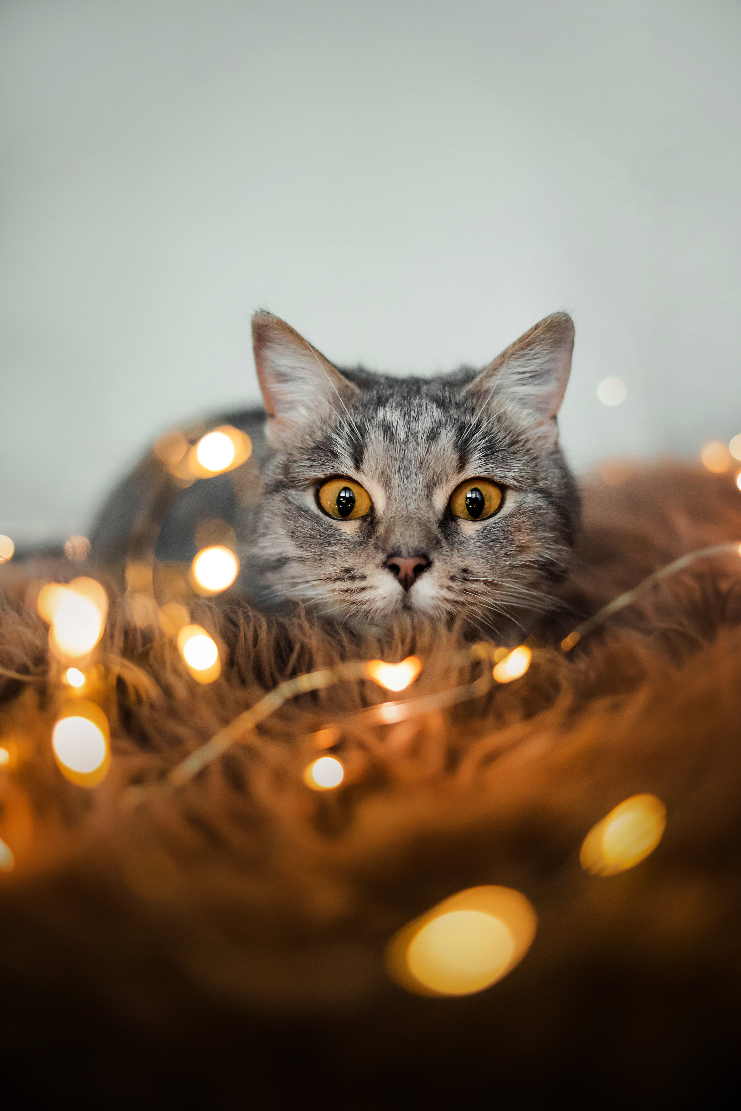 Фотосессия для кошки в интерьере