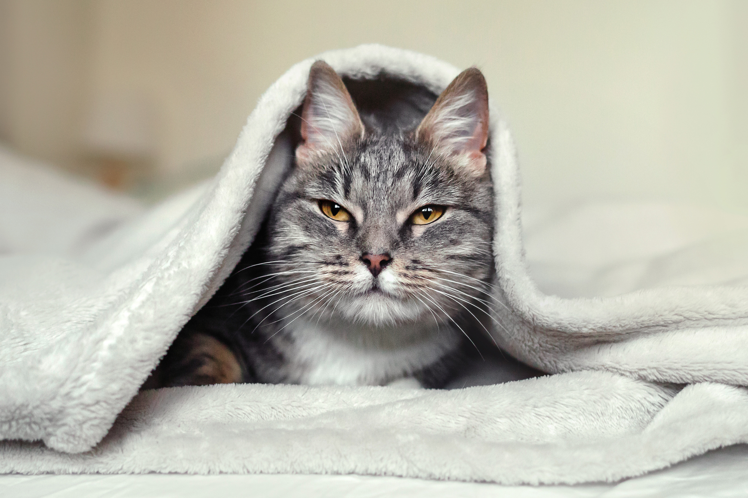 Фотосессия для кошки в интерьере