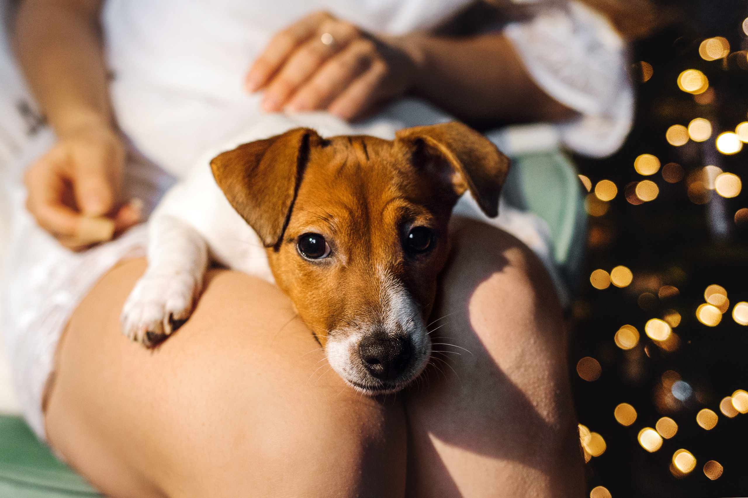 Новогодняя домашняя фотосессия с собакой