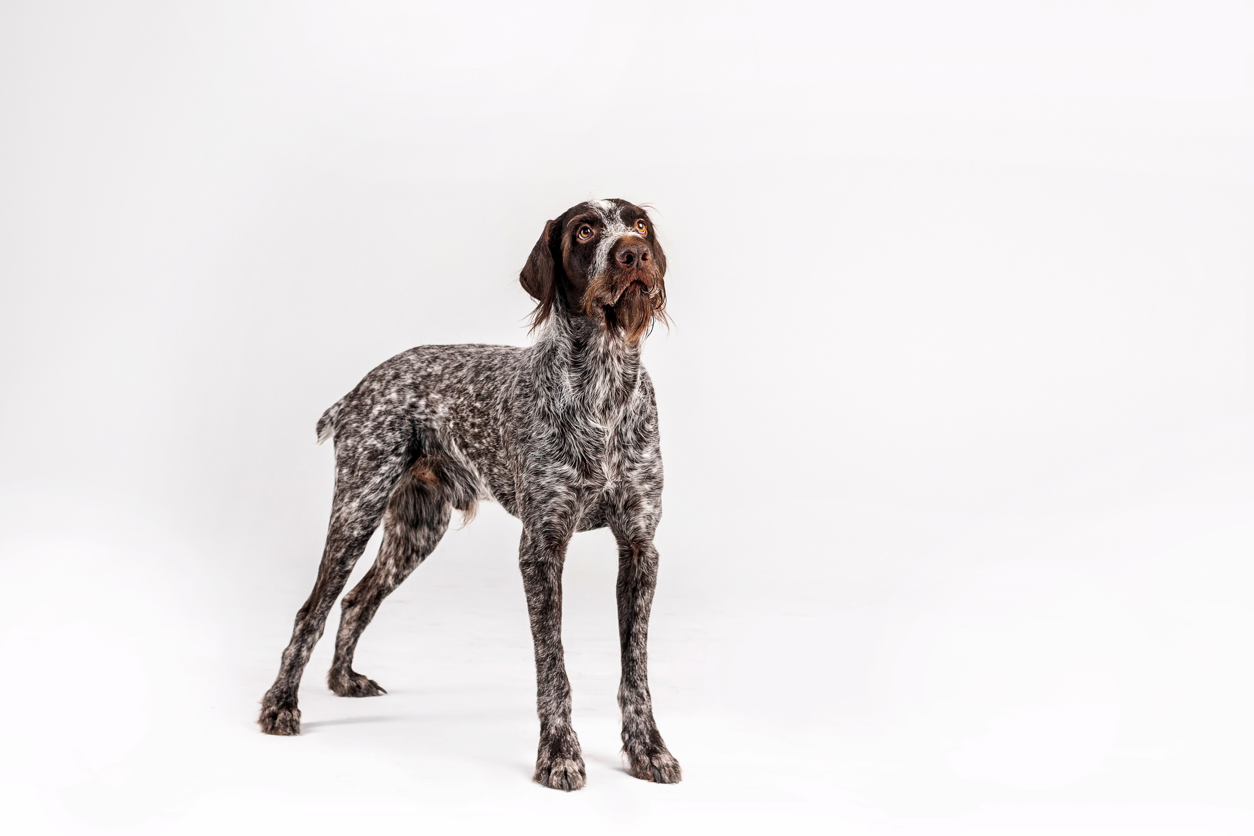 Фотосессия для бренда натуральной еды для собак