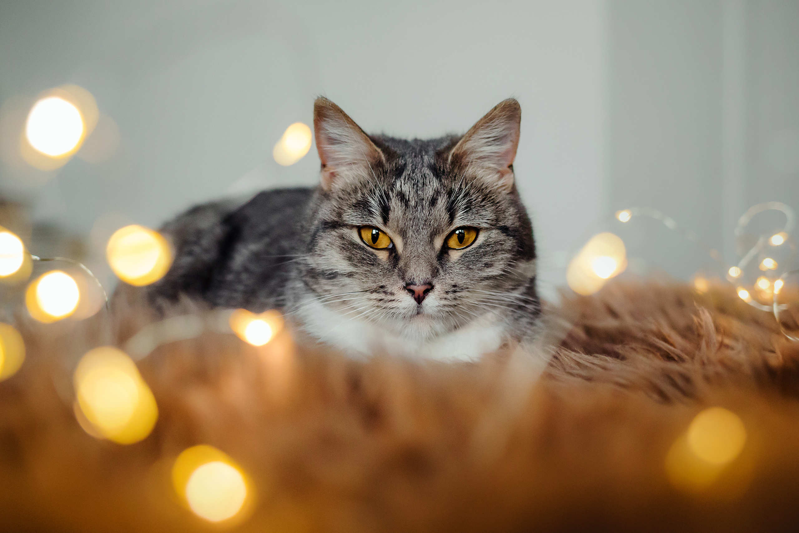 Фотосессия для кошки в интерьере