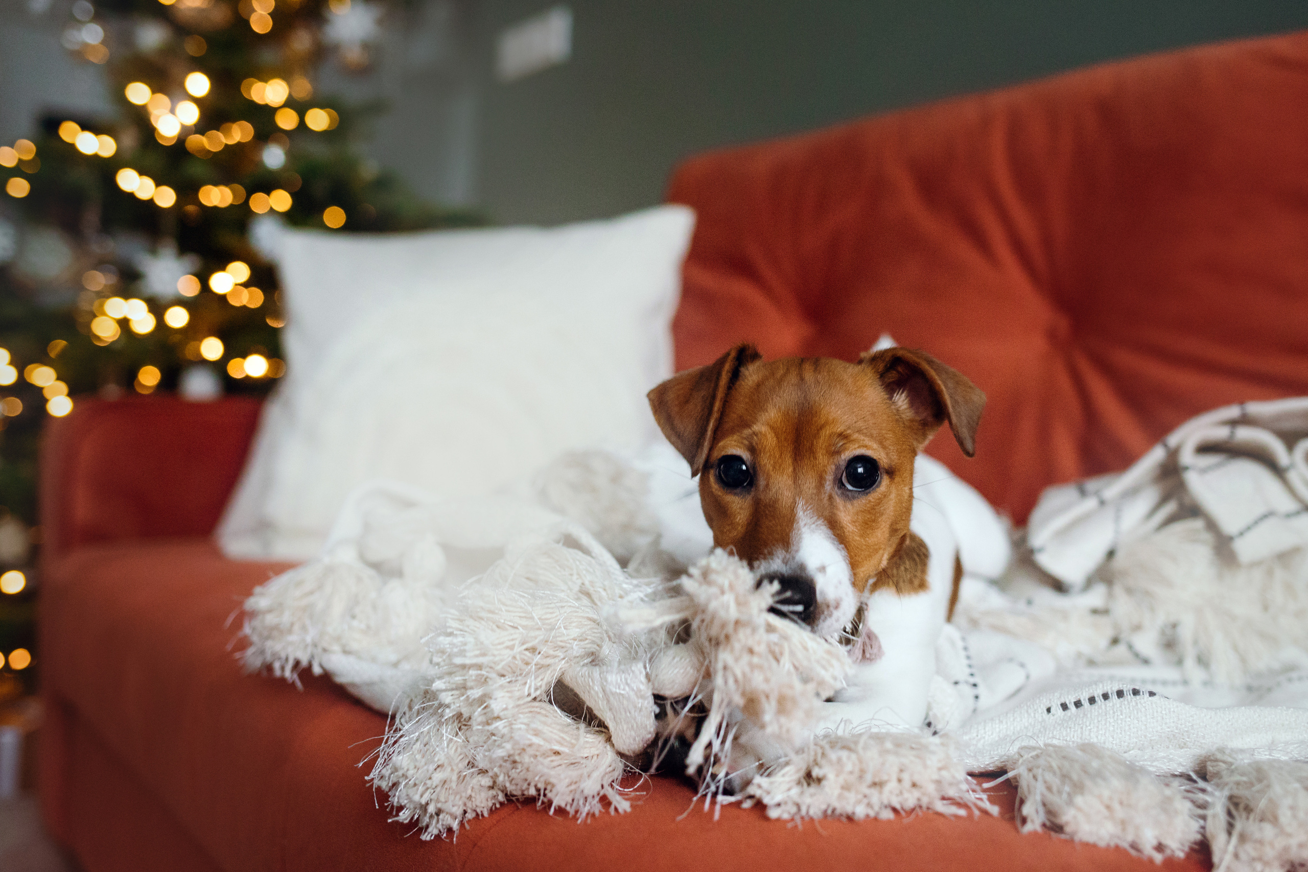 Новогодняя домашняя фотосессия с собакой