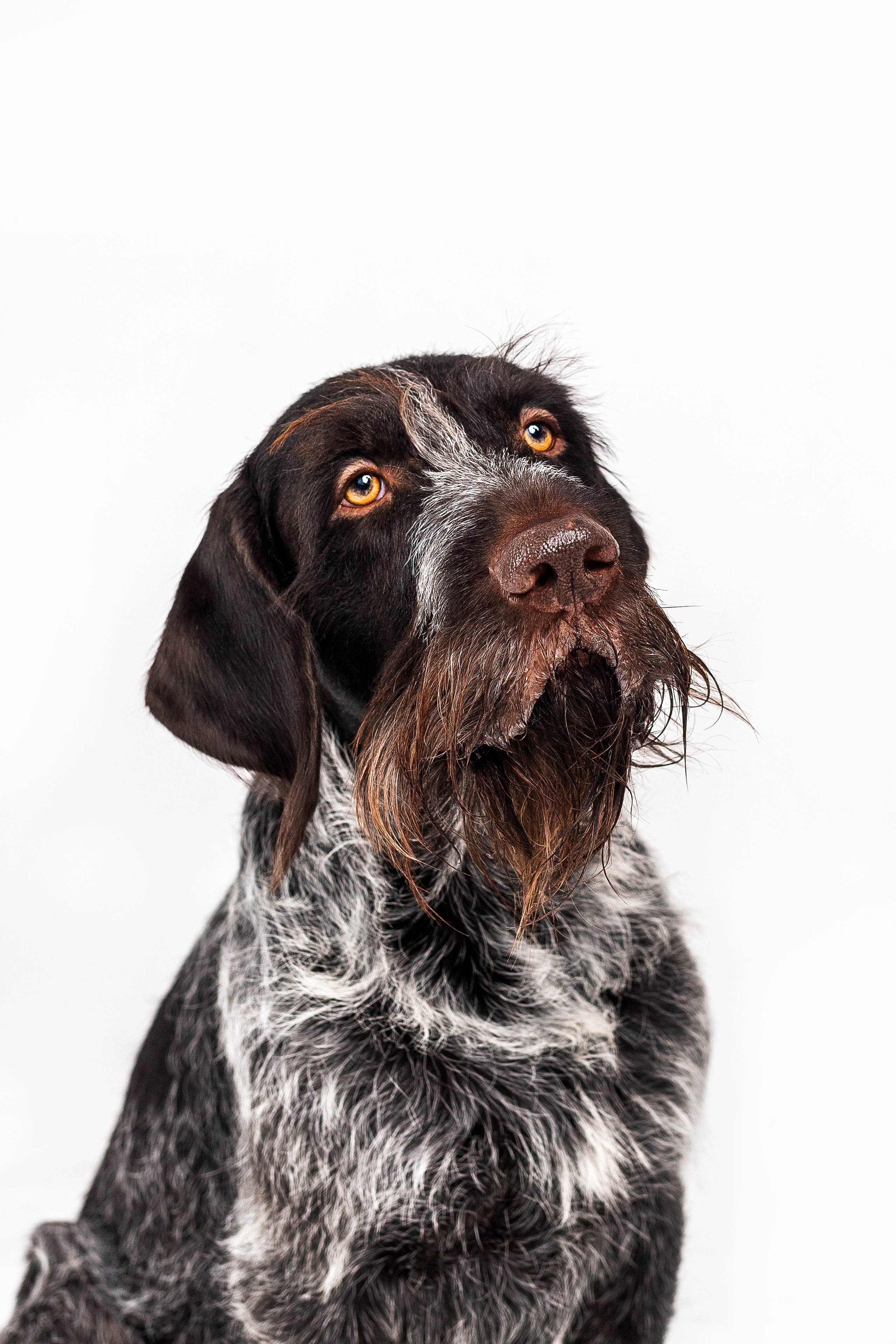 Фотосессия для бренда натуральной еды для собак